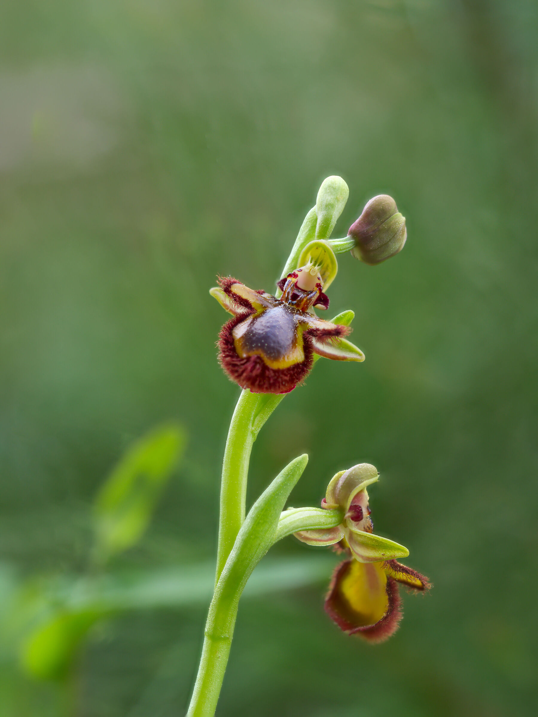 Ophrys Corsica