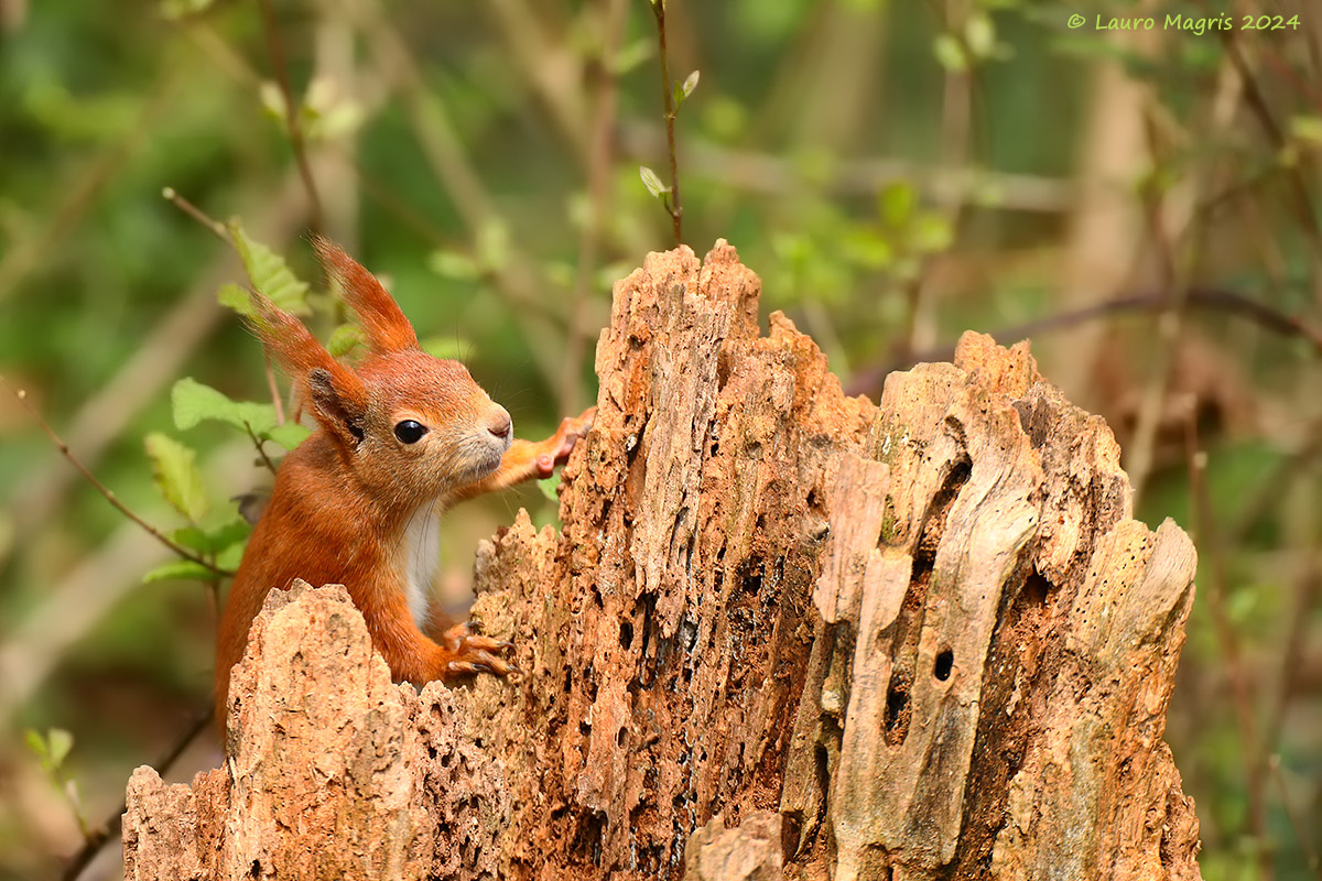 Ho raggiunto la cima