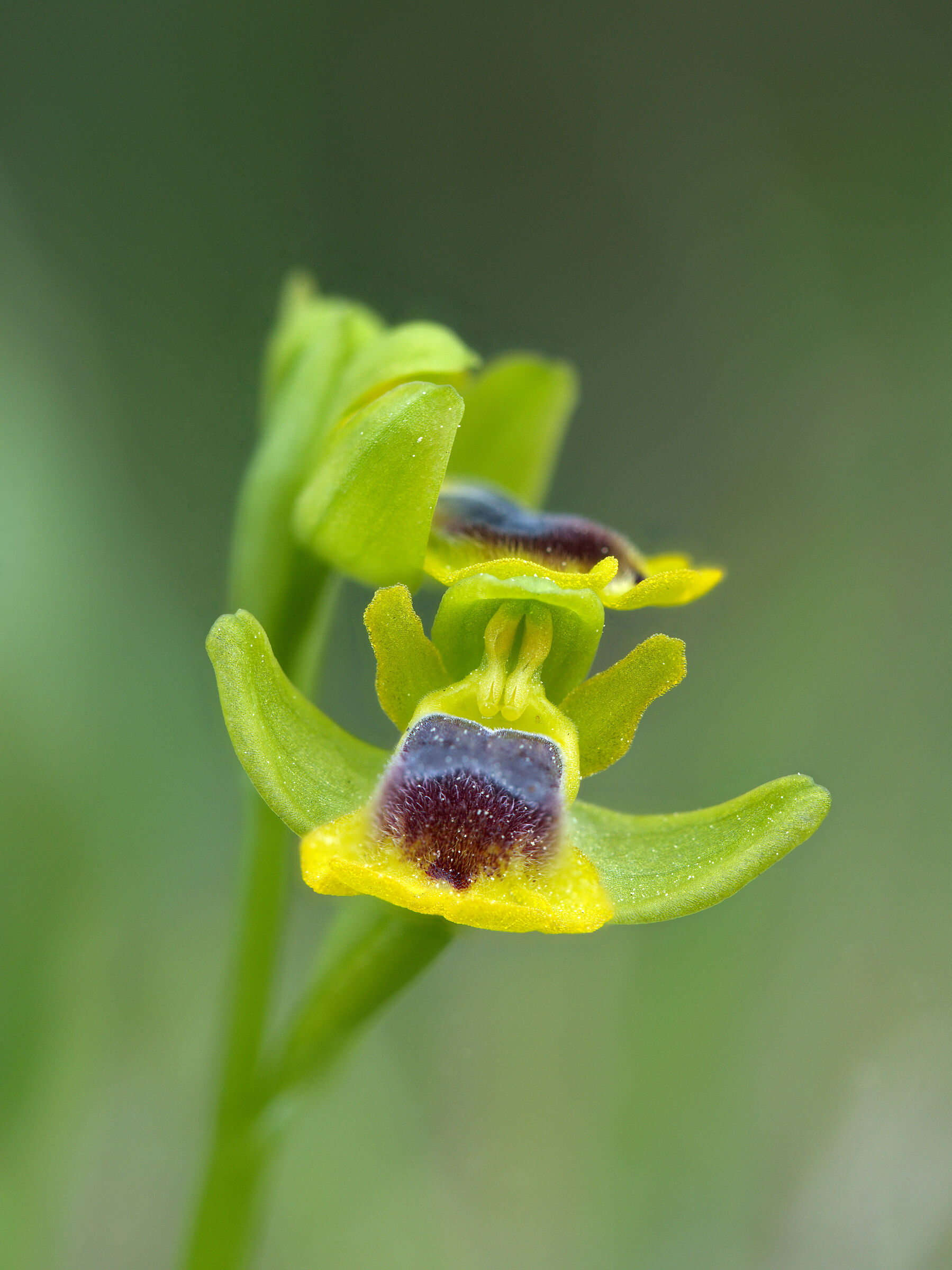 Ophrys Corsica