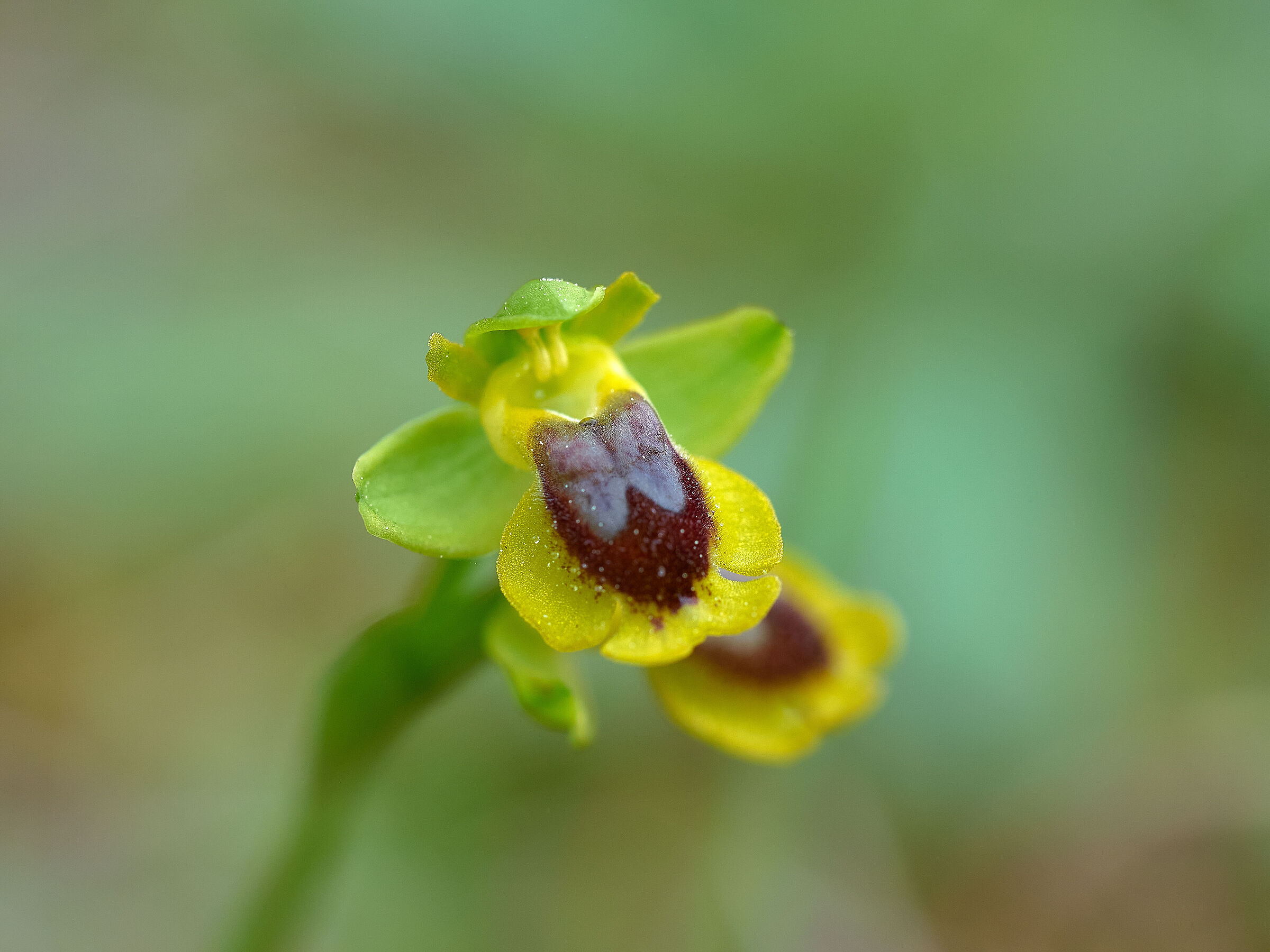 Ophrys Corsica
