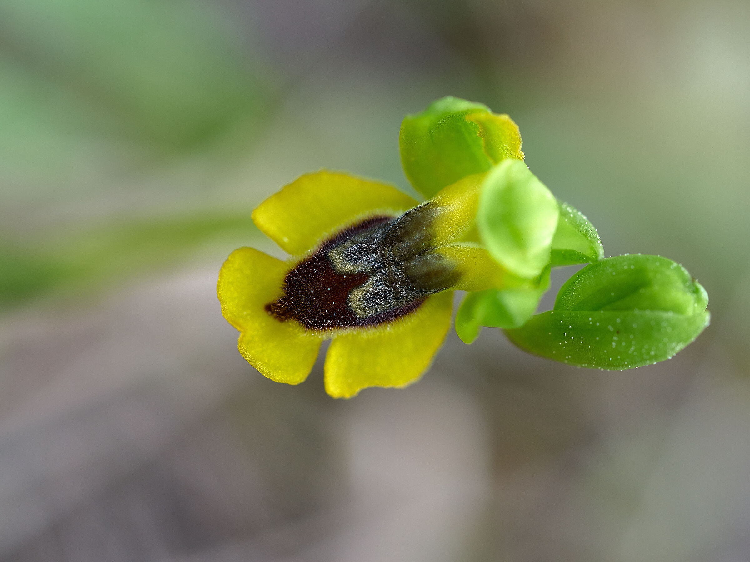 Ophrys Corsica