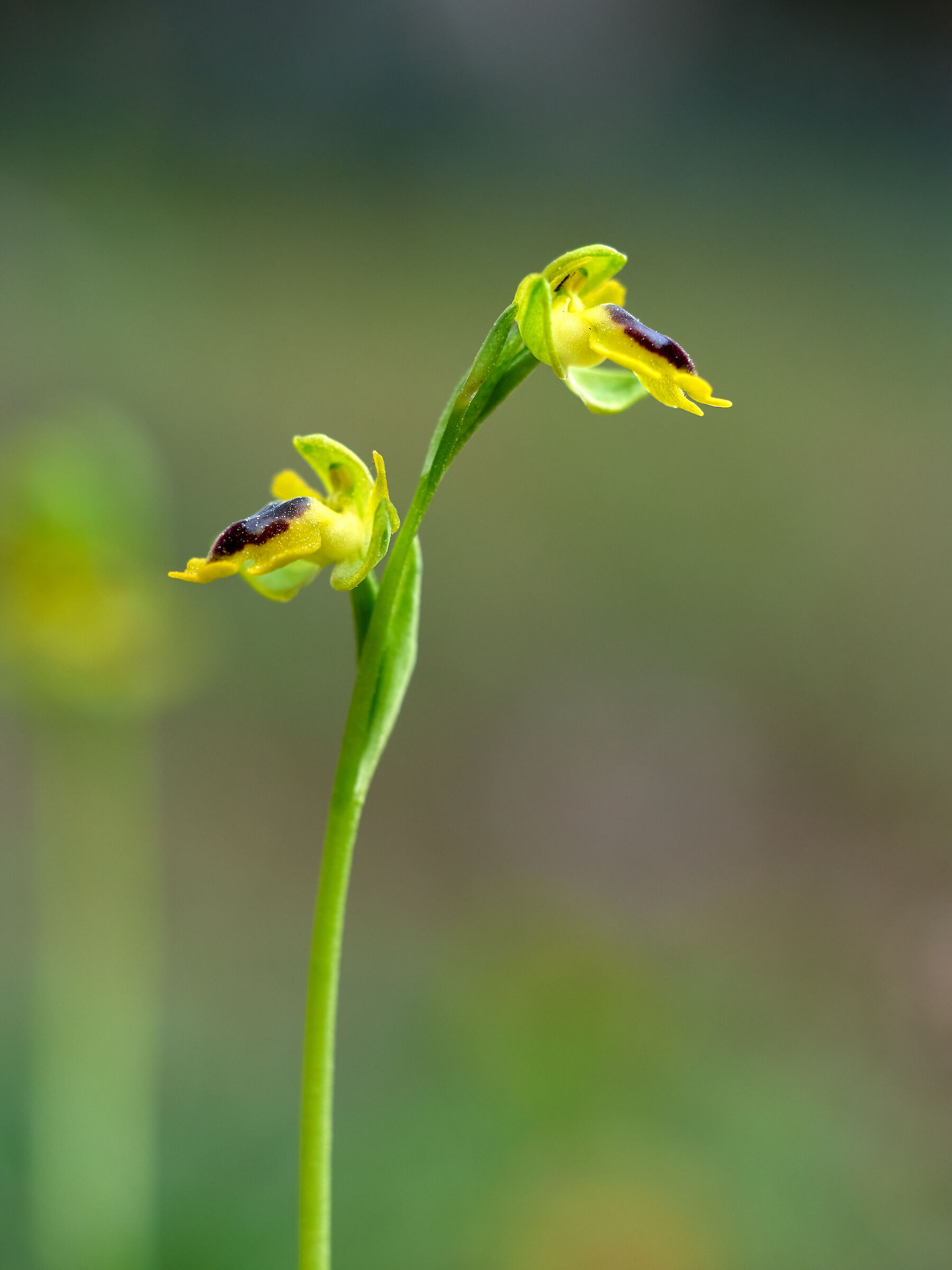 Ophrys Corsica