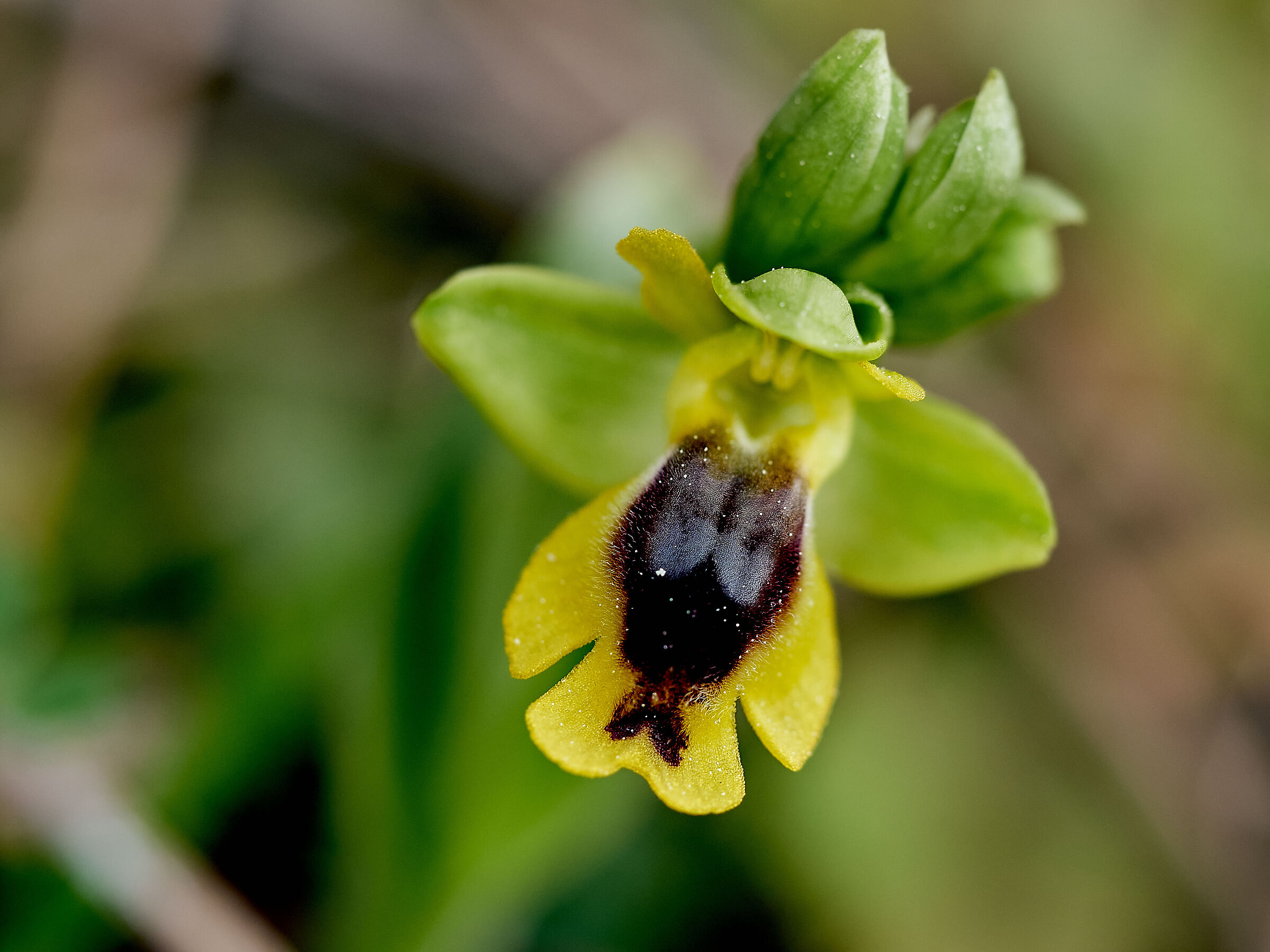 Ophrys Corsica