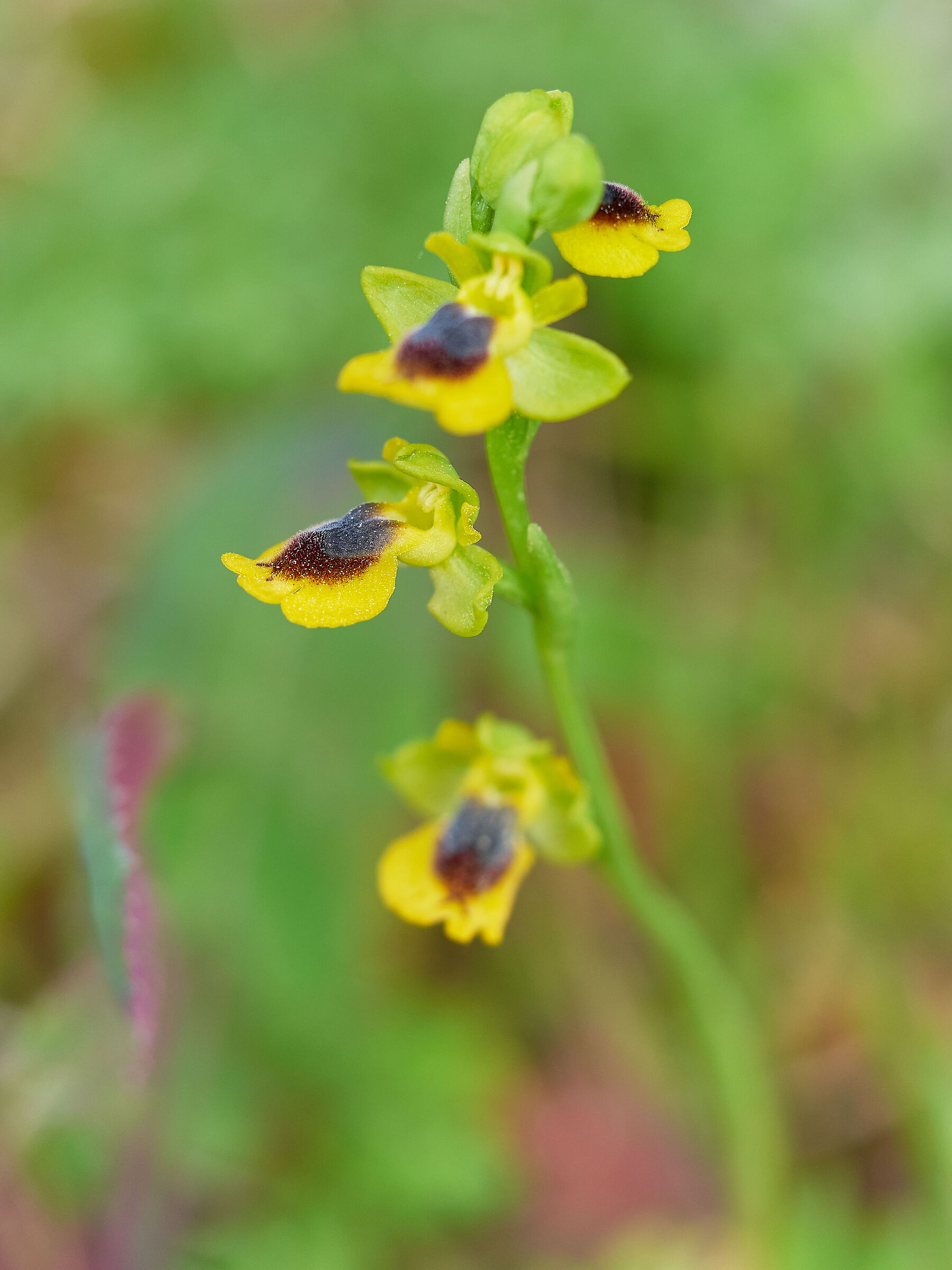Ophrys Corsica