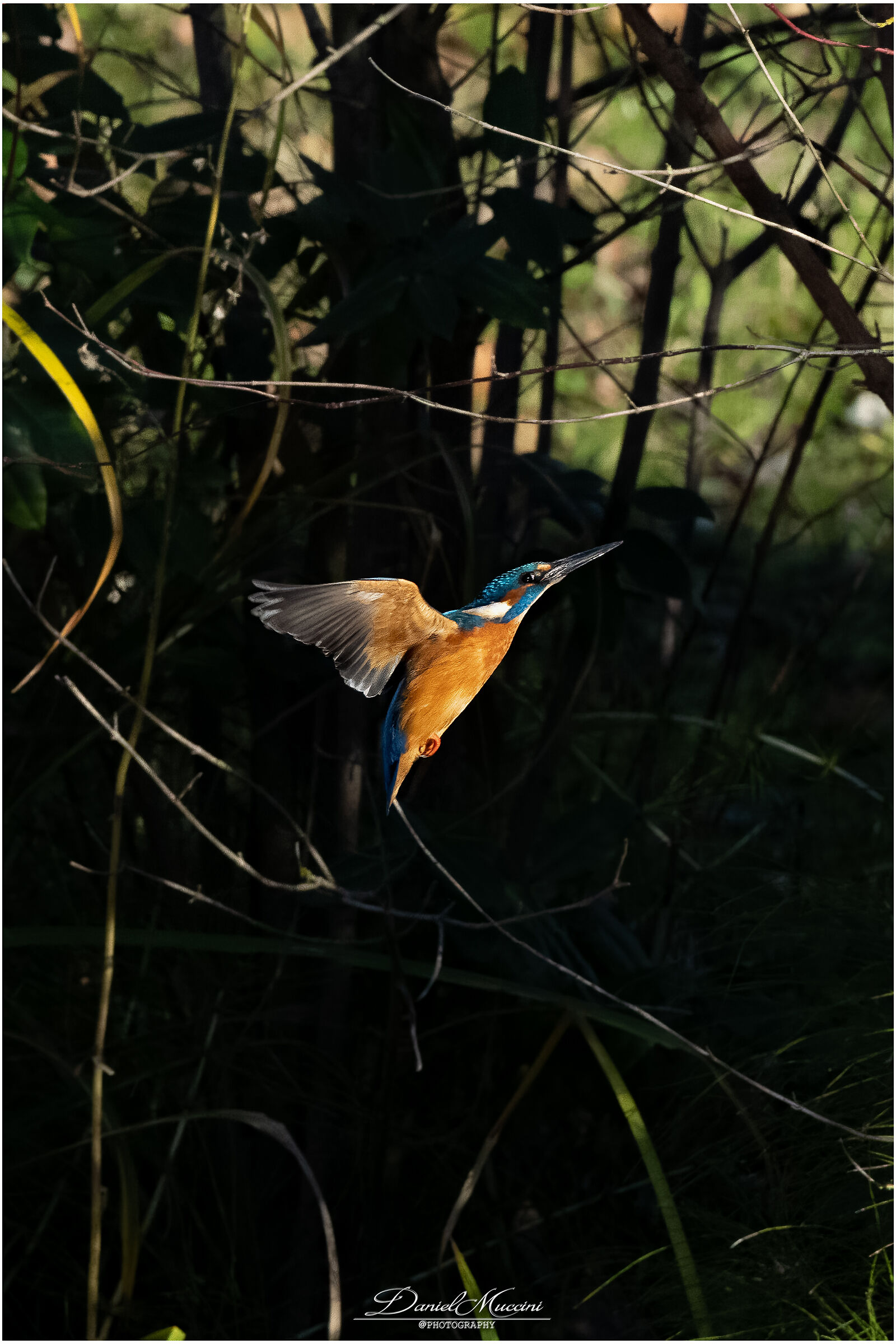 Kingfisher Rimini