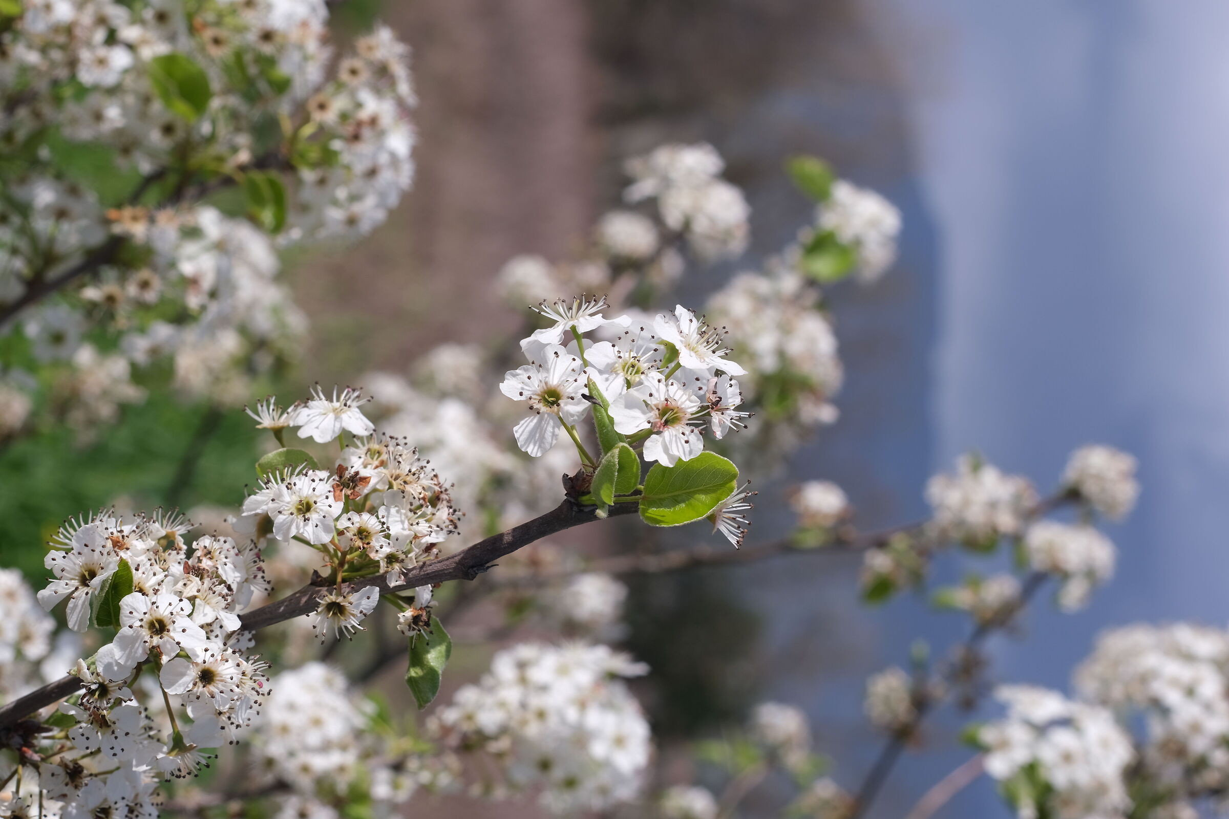 Fuji X-S10 + Canon FD 50mm F1.8 (test)