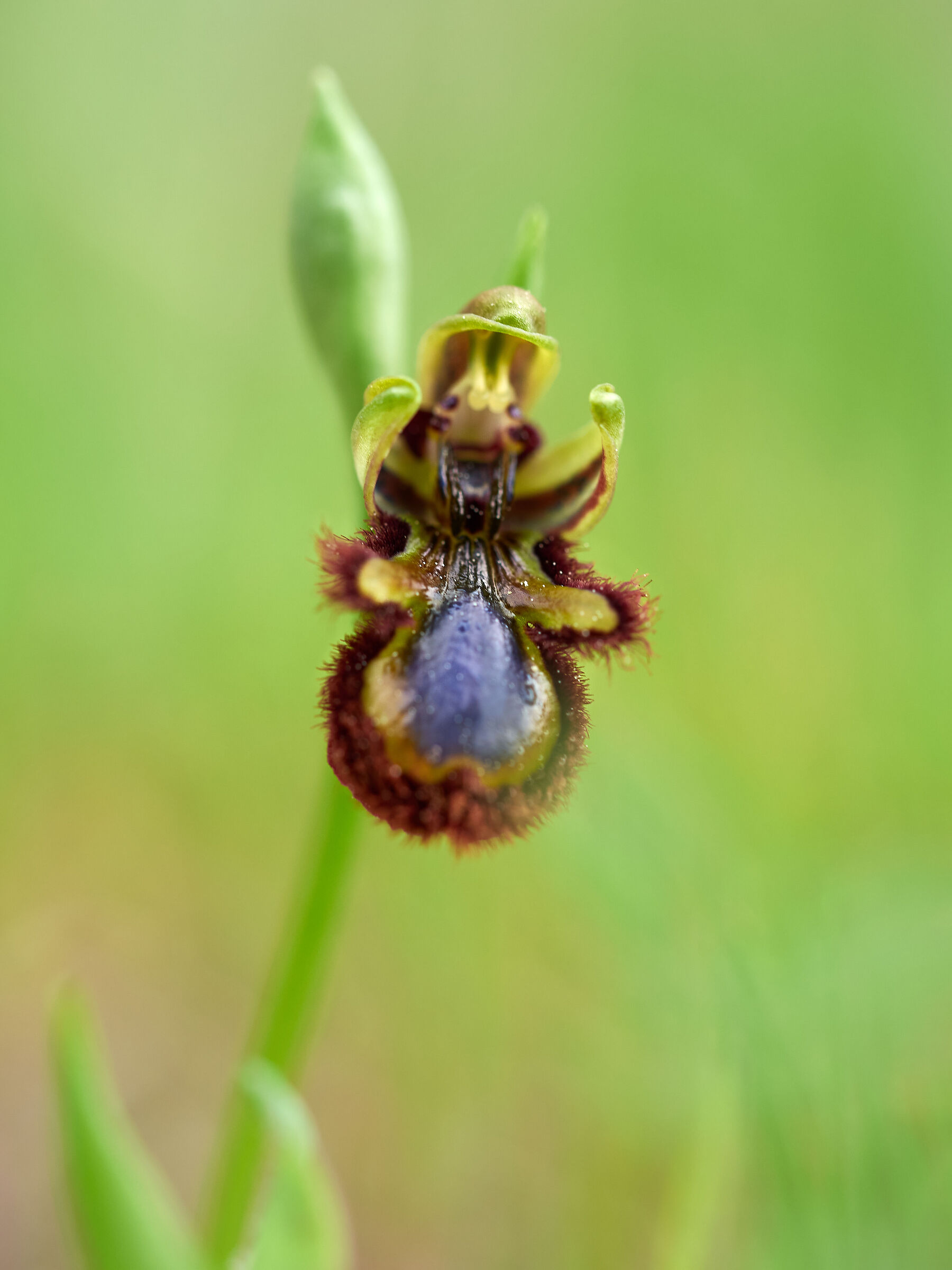 Ophrys speculum