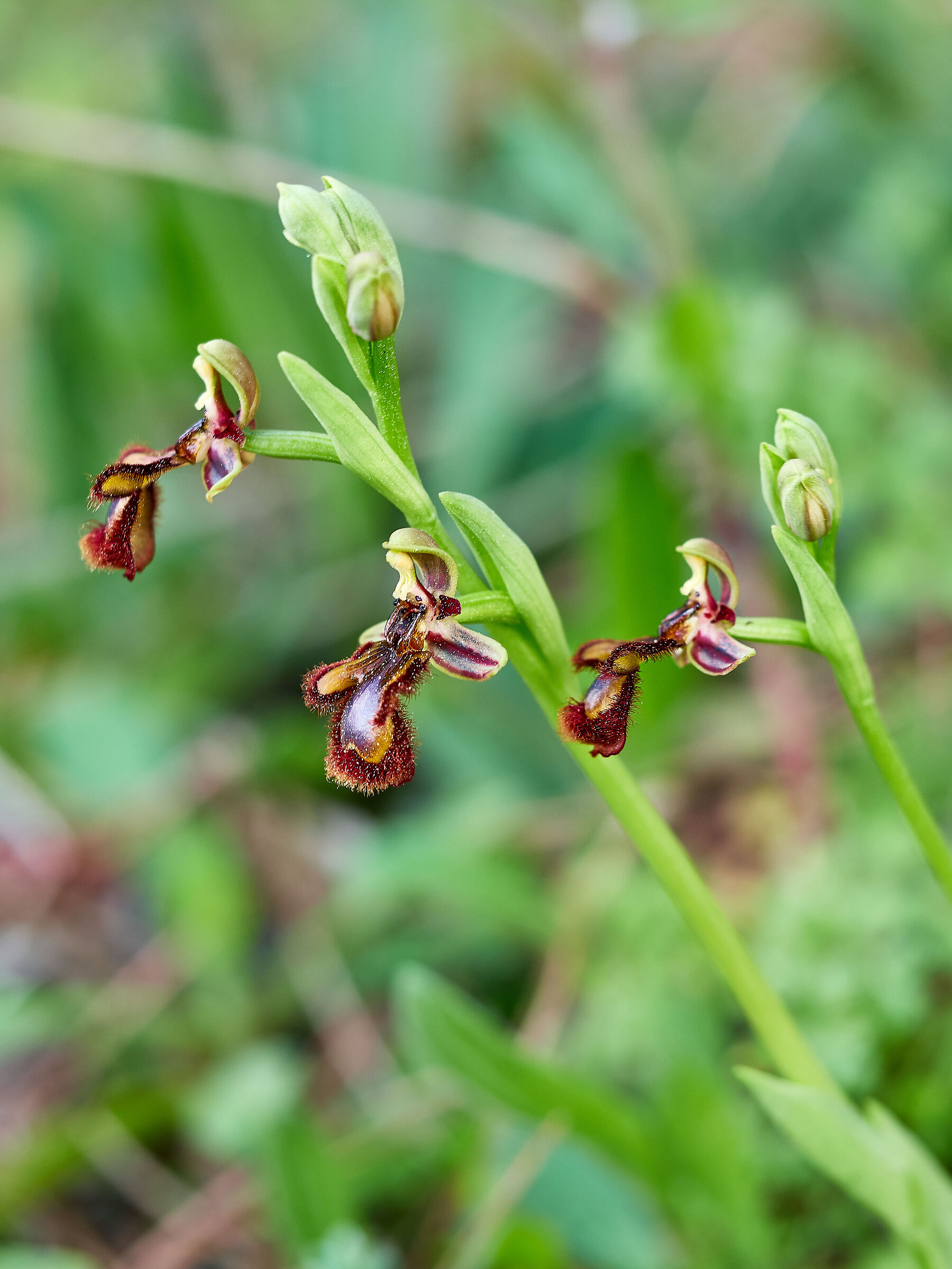 Ophrys speculum
