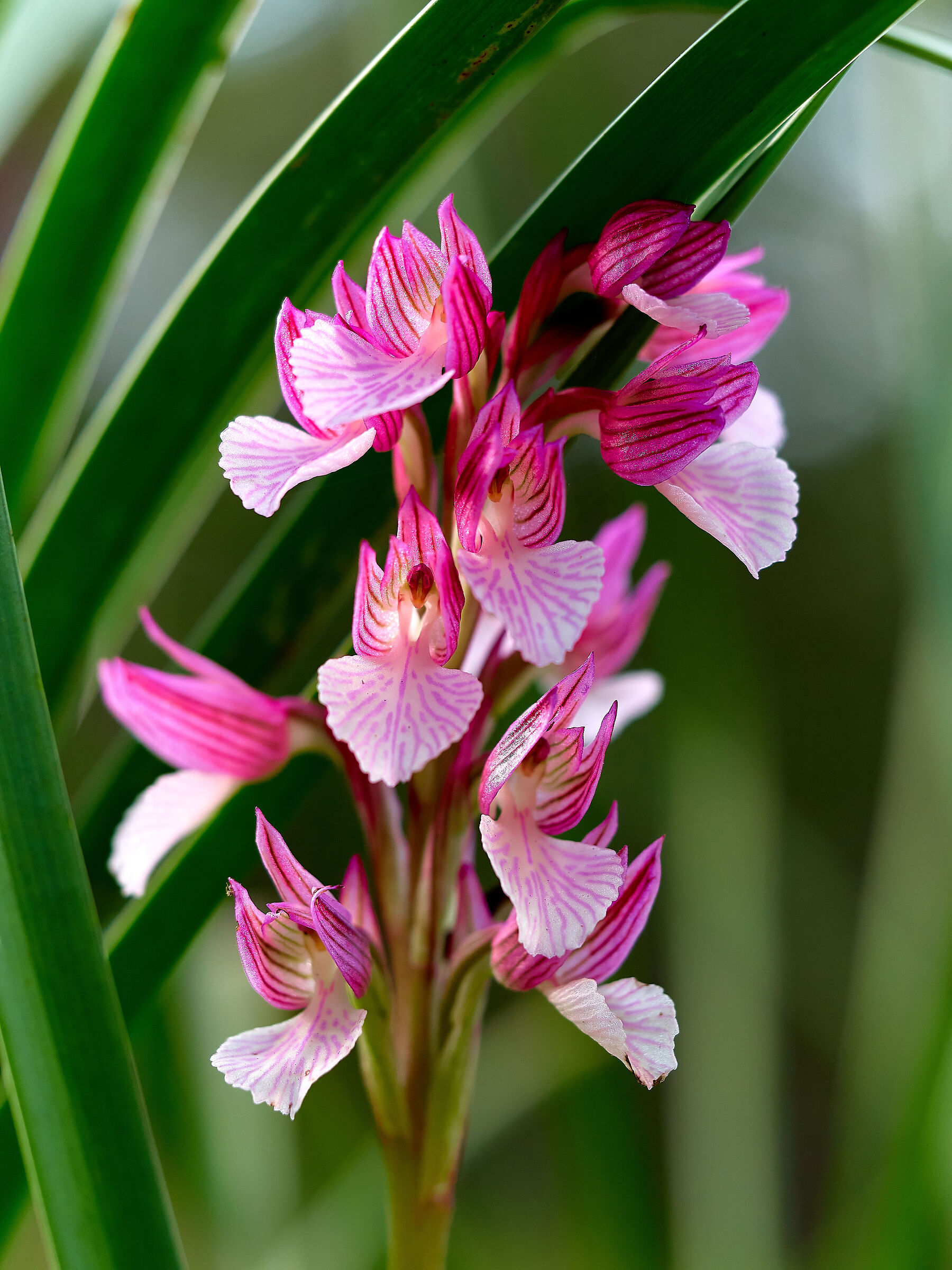 Anacamptis papilionacea