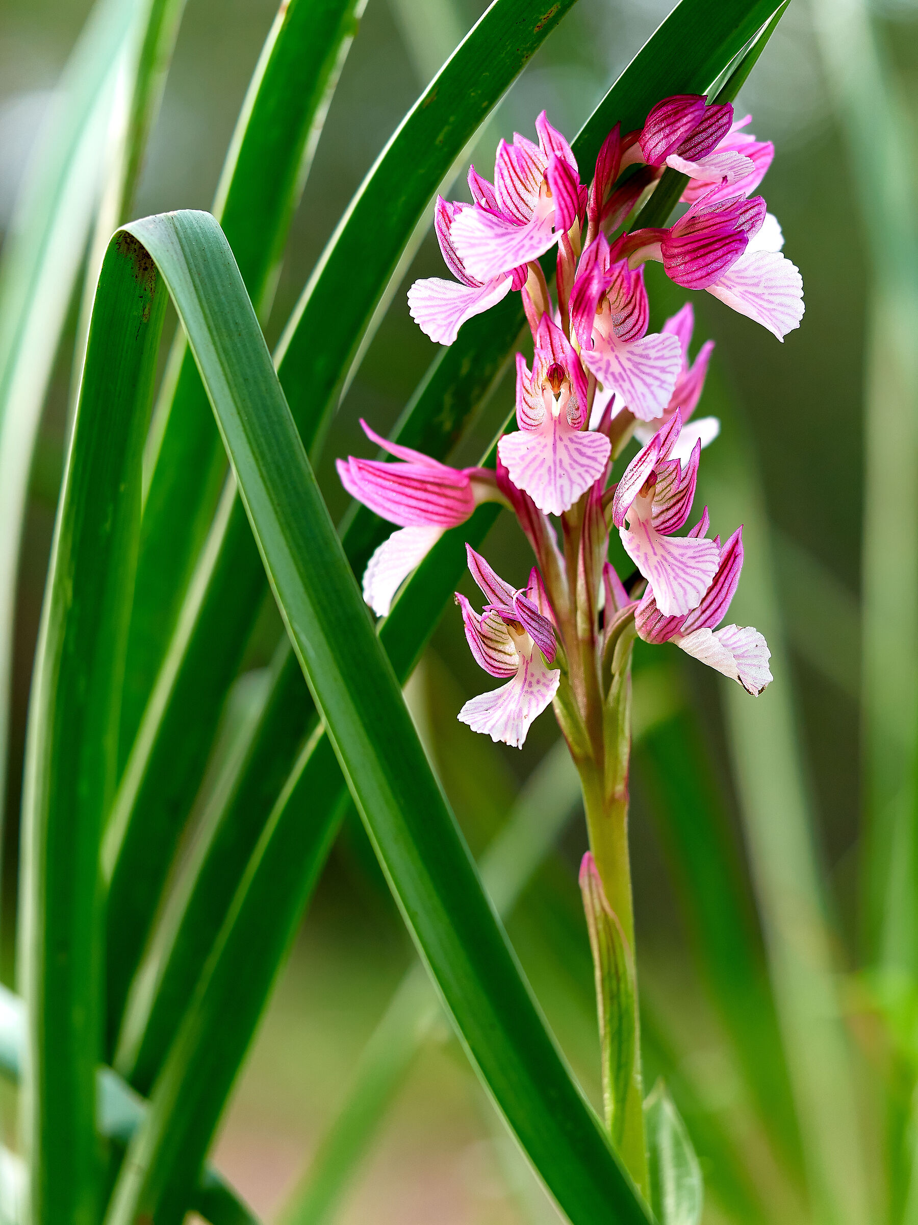 Anacamptis papilionacea