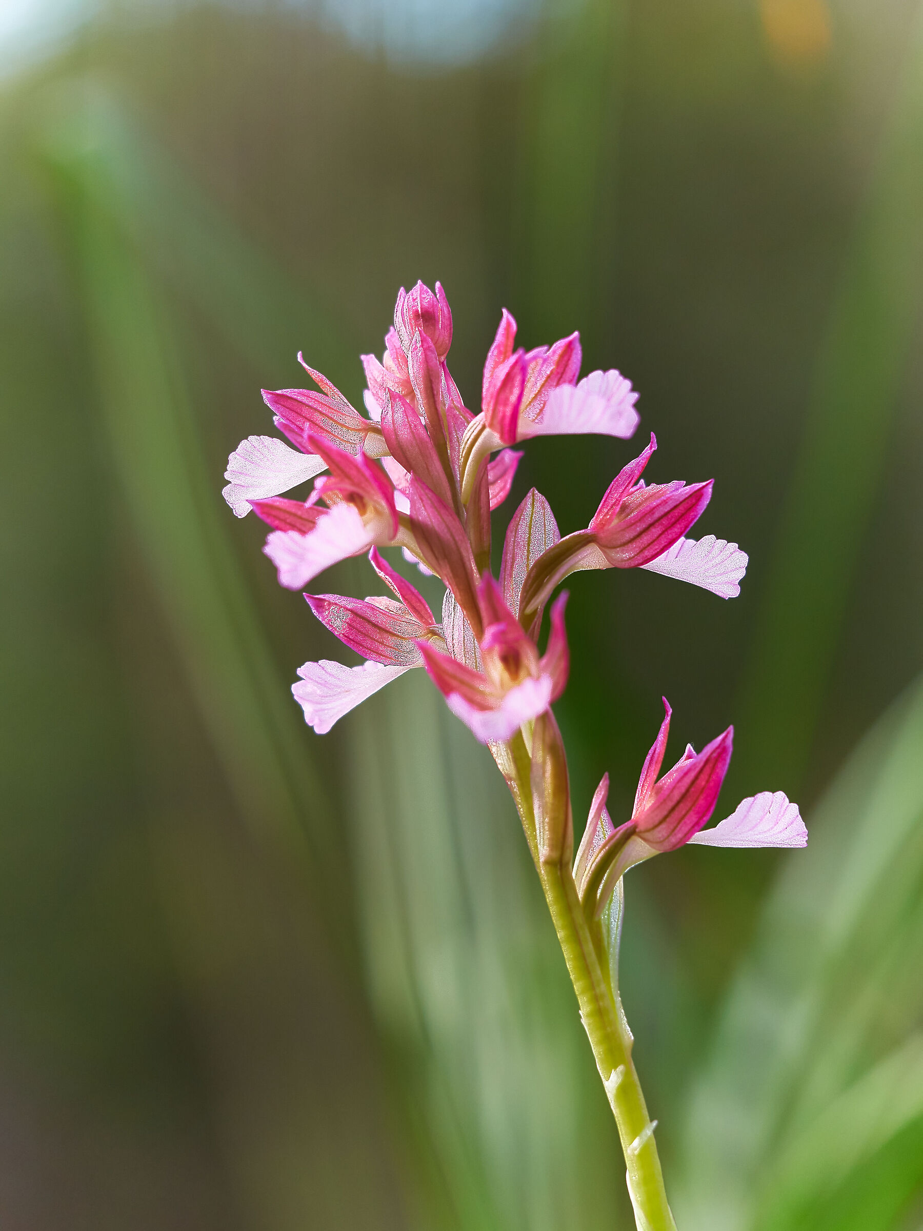 Anacamptis papilionacea