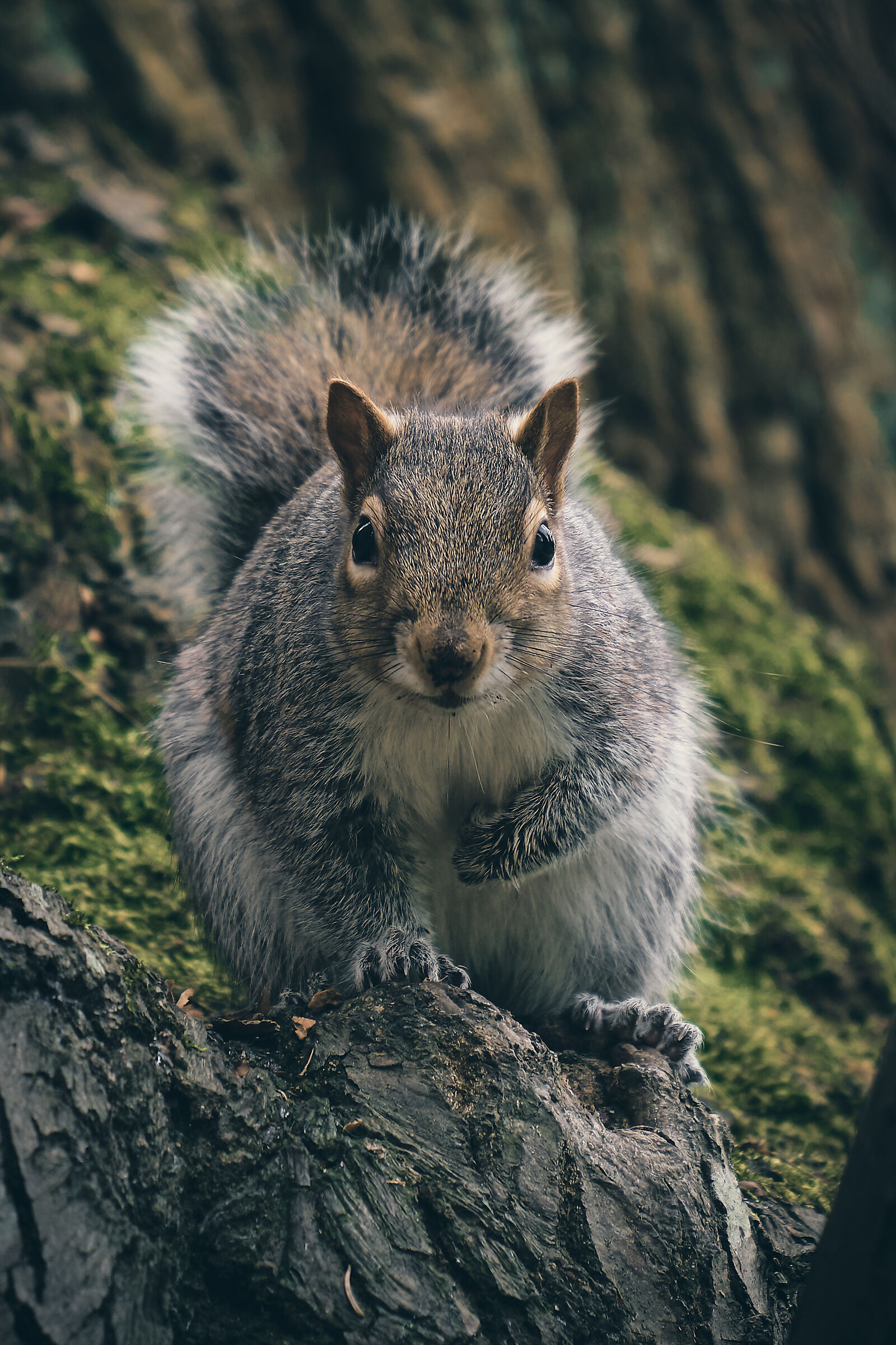 Squirrel 4