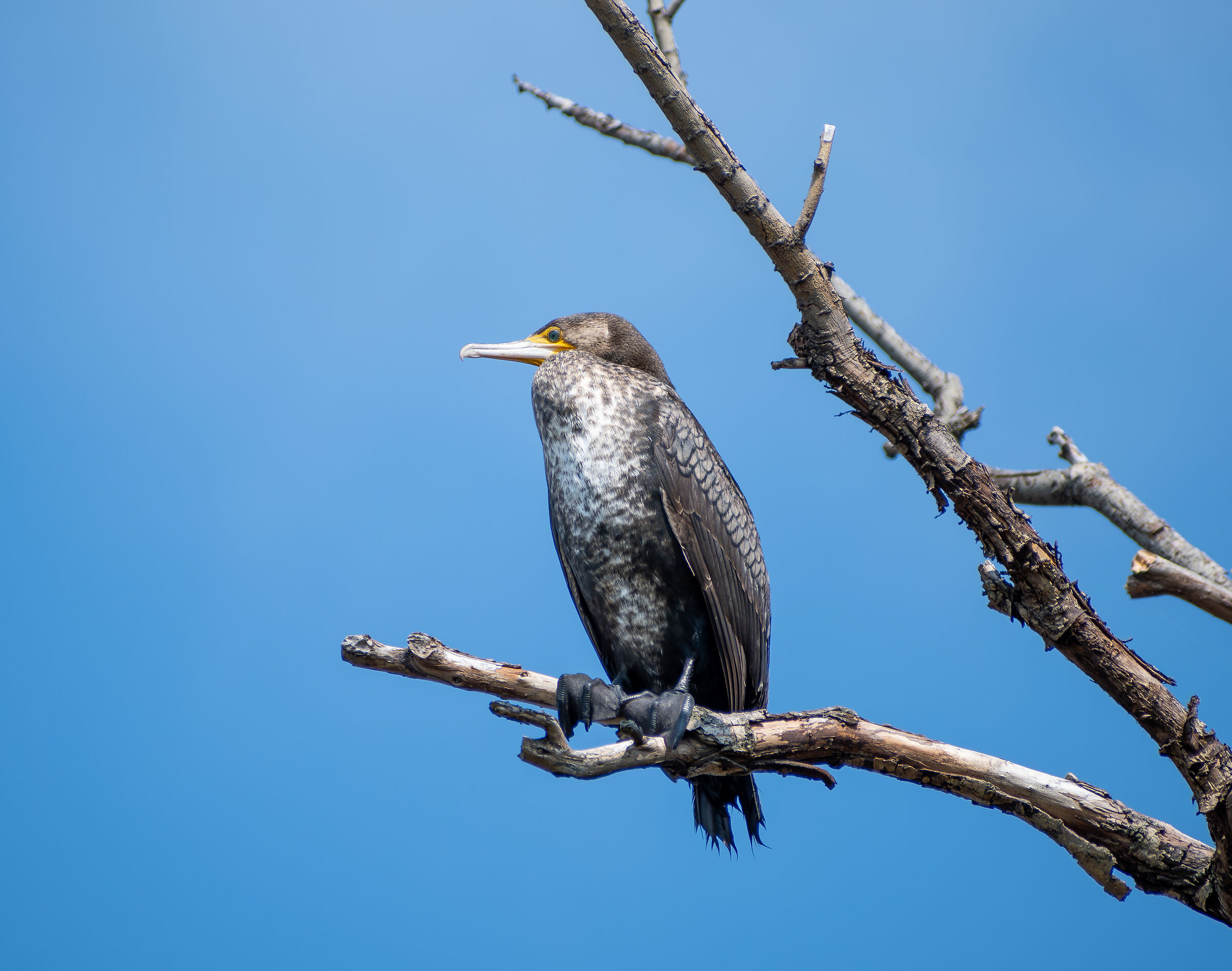 Cormorant