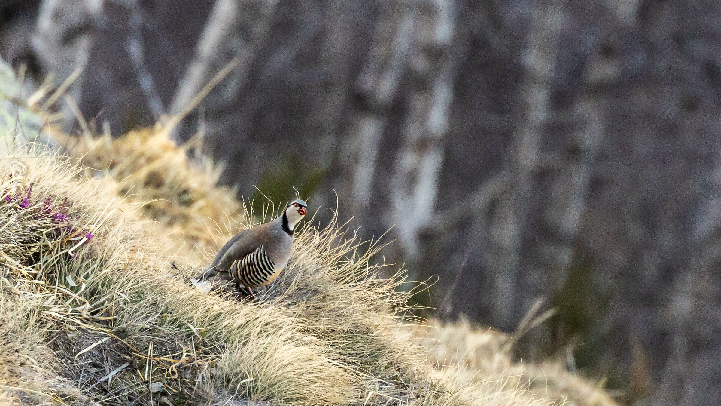 Alpine Rock Partridge (Alectoris graeca) Valsassina