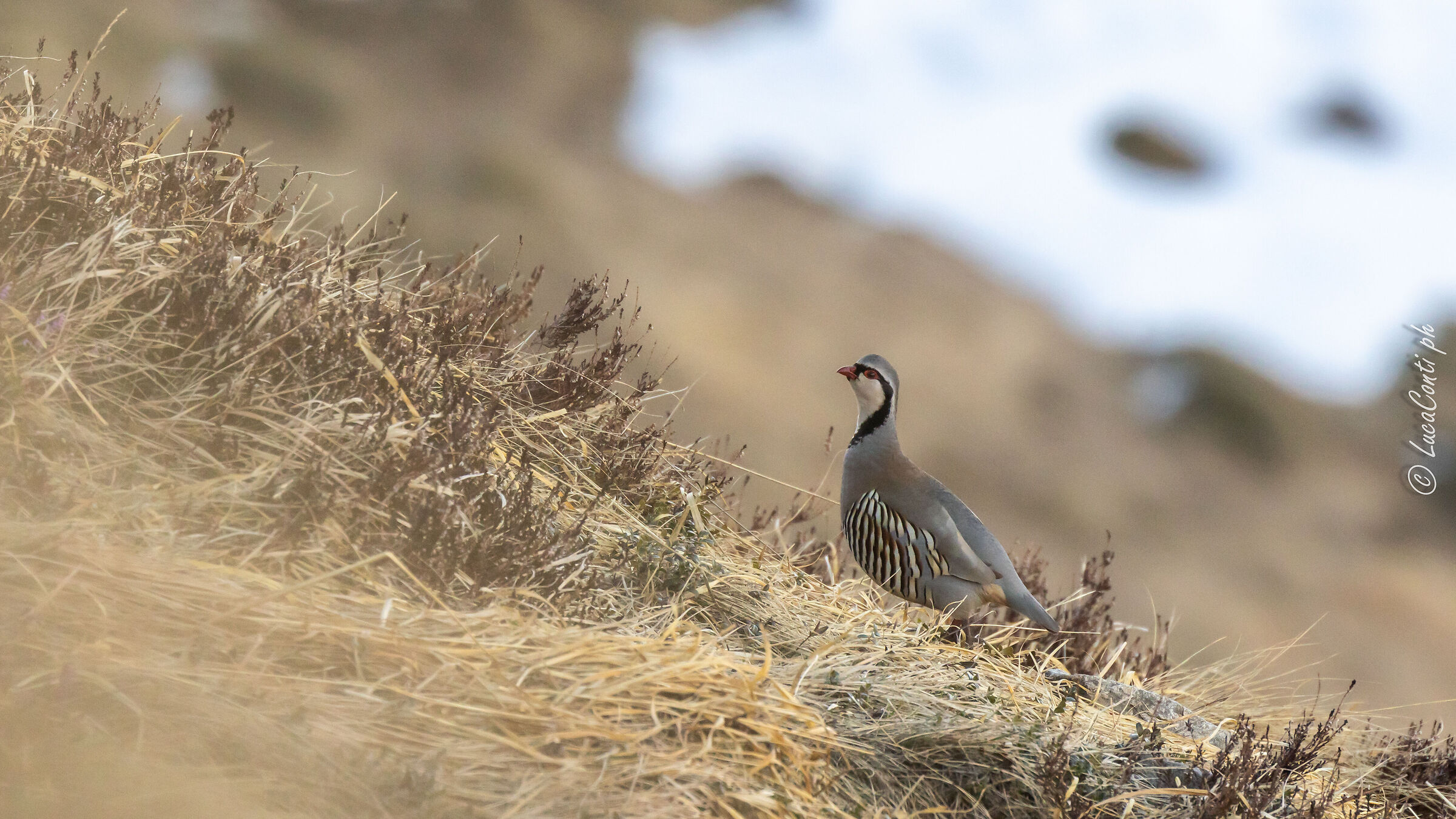 Alpine Rock Partridge (Alectoris graeca) Valsassina