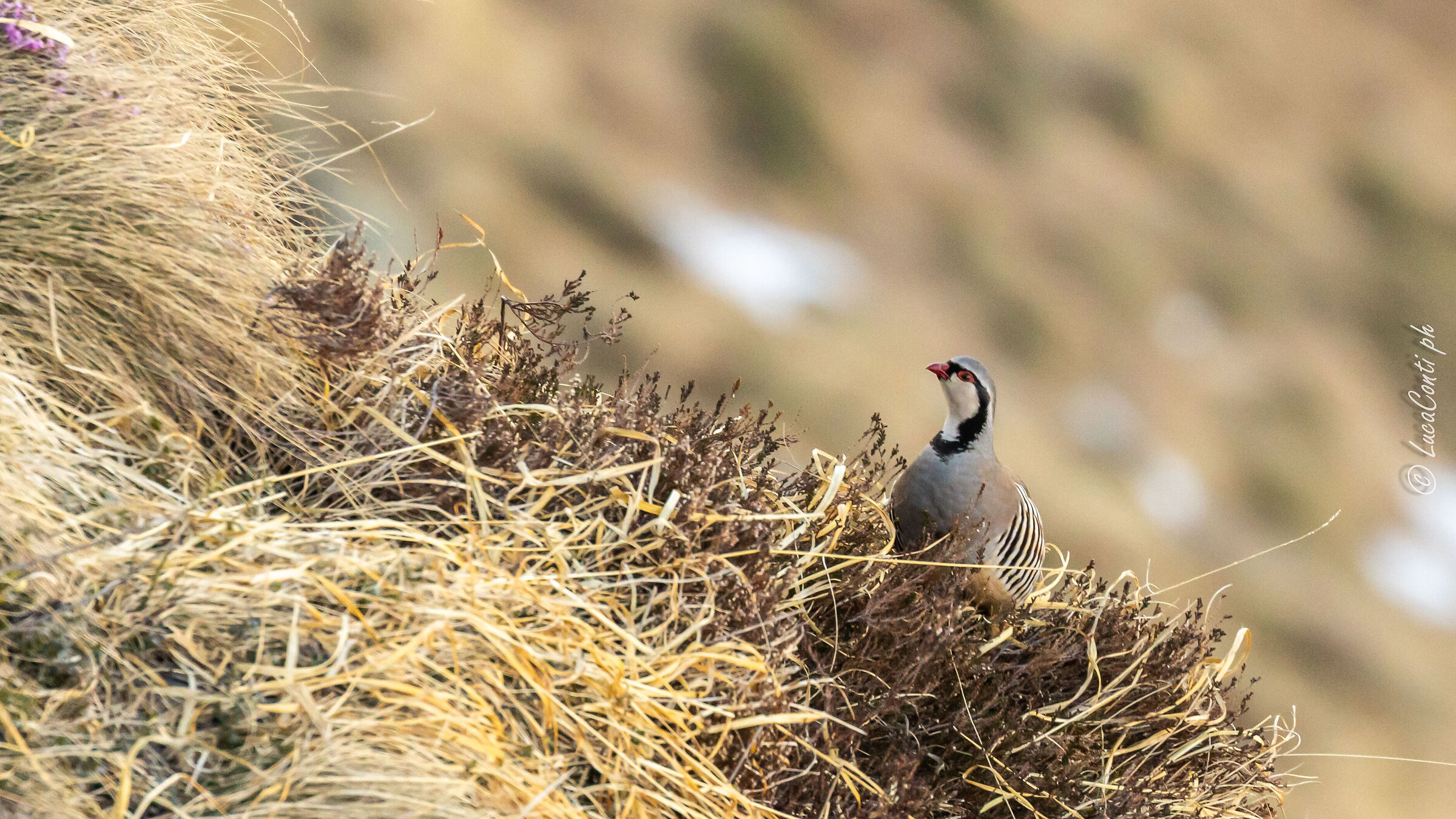 Alpine Rock Partridge (Alectoris graeca) Valsassina