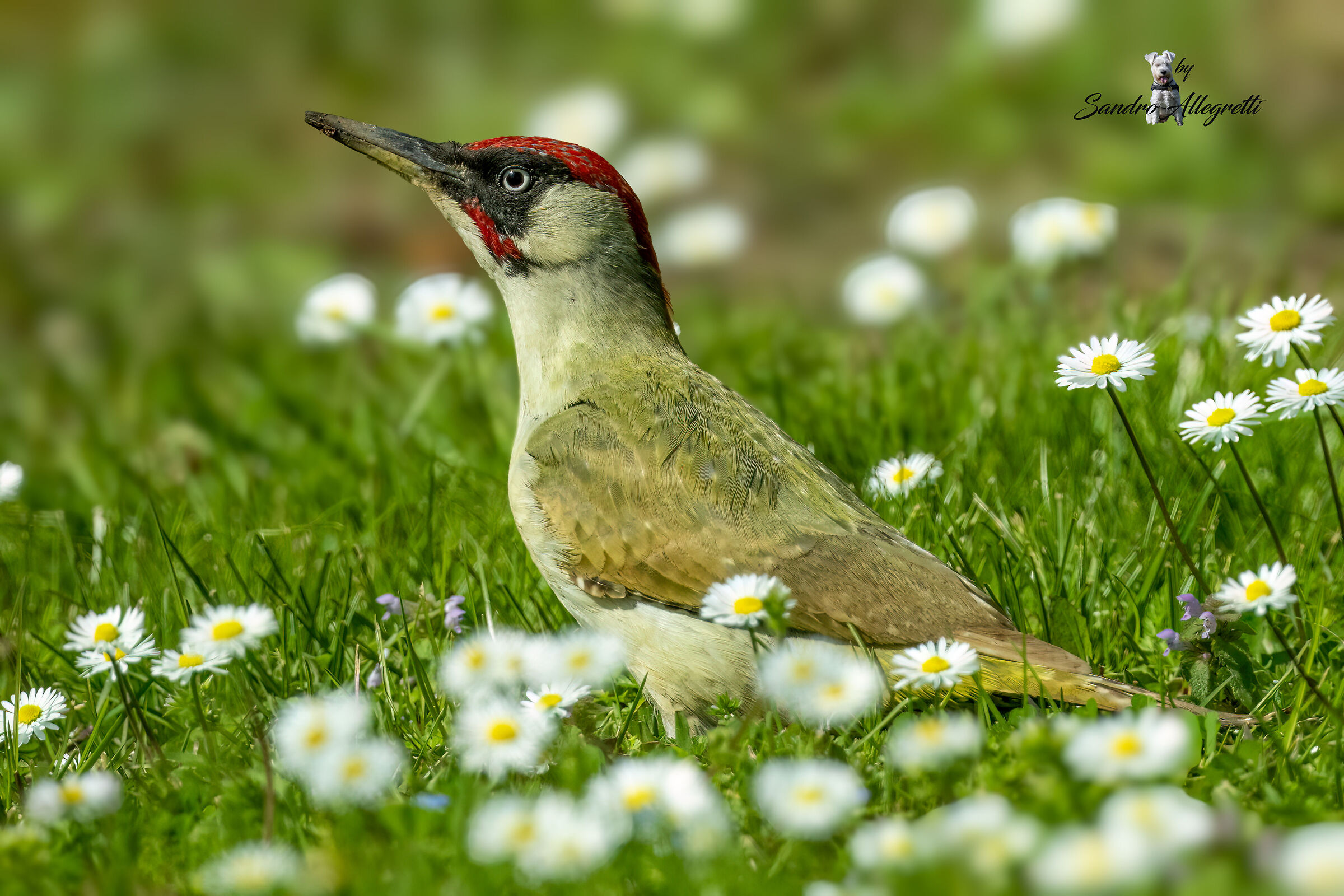 The Green Woodpecker (Picus viridis)