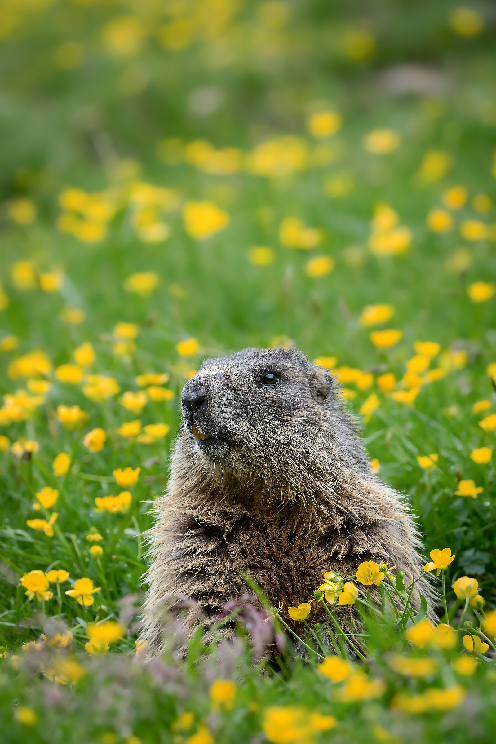 The meadows are in bloom