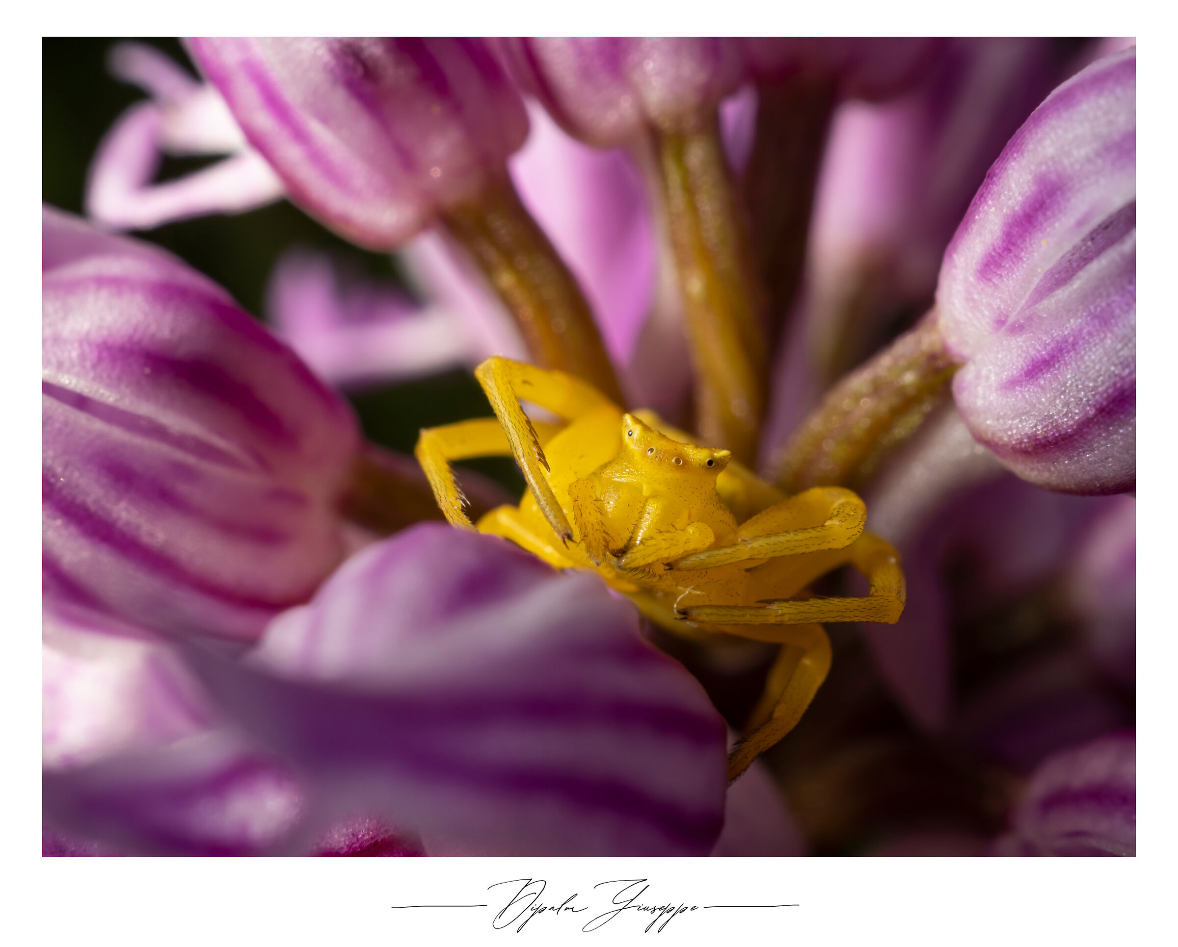 Thomisus onustus 2
