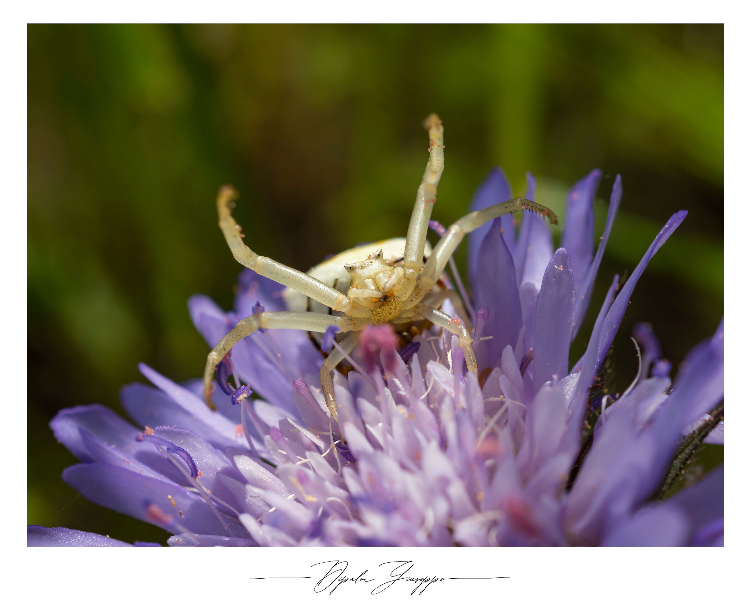 Thomisus onustus 3