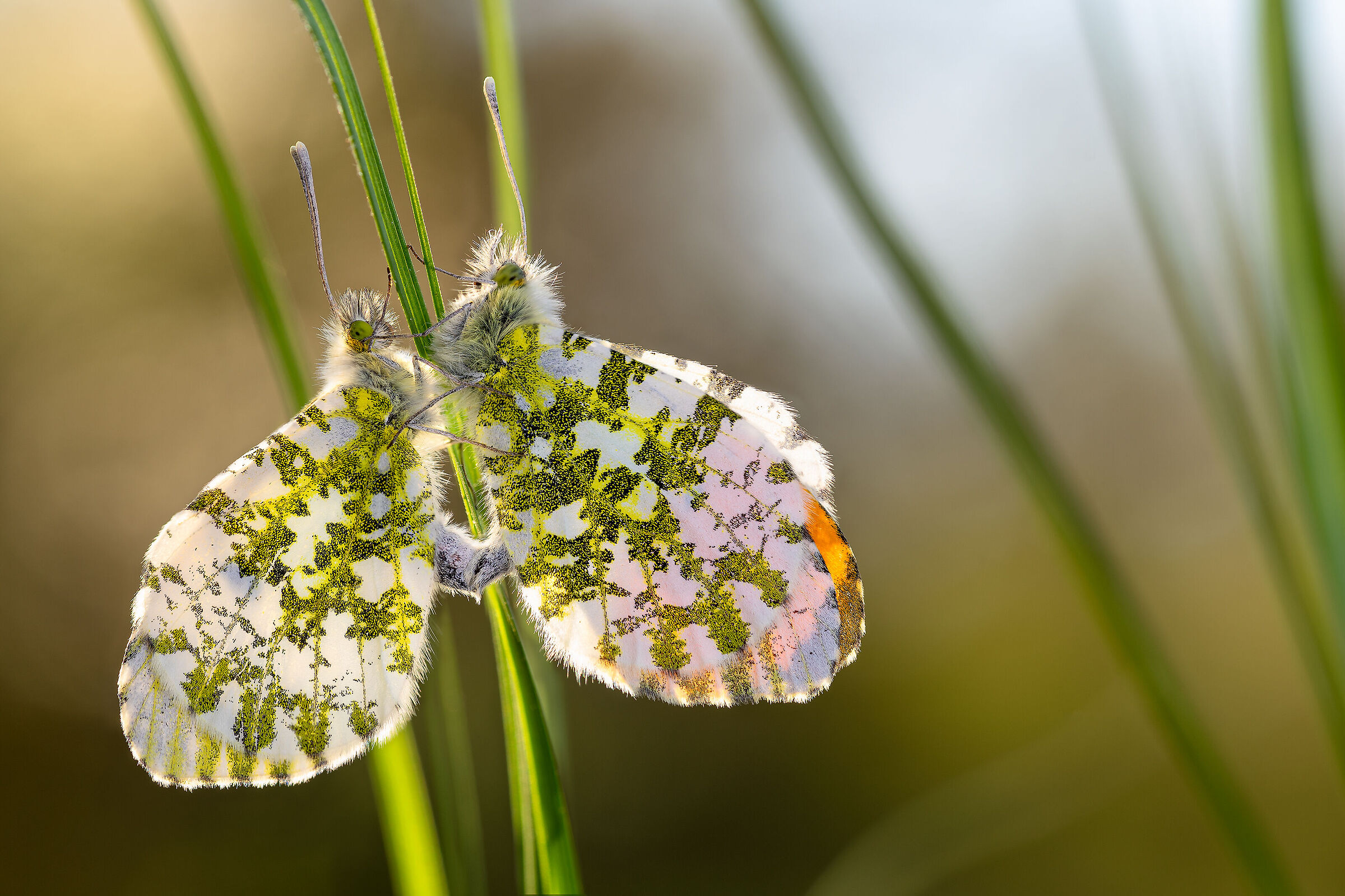 Anthocharis cardamines