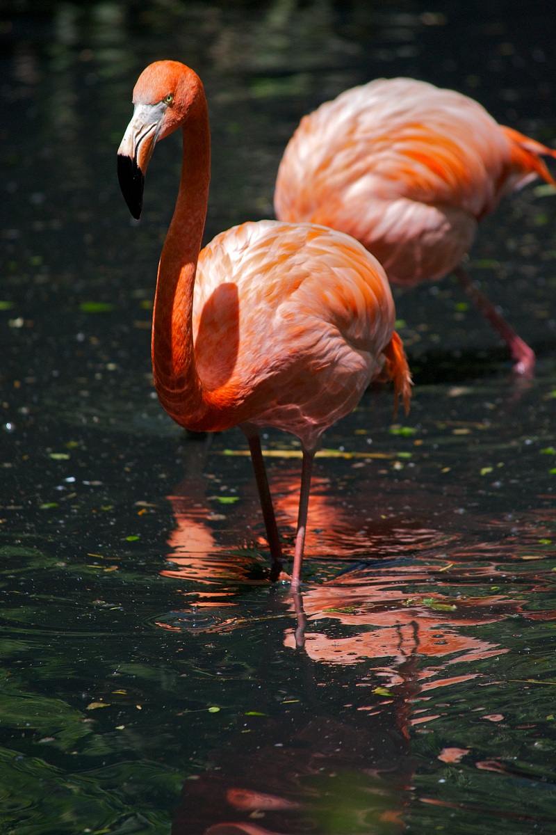 Pink flamingo