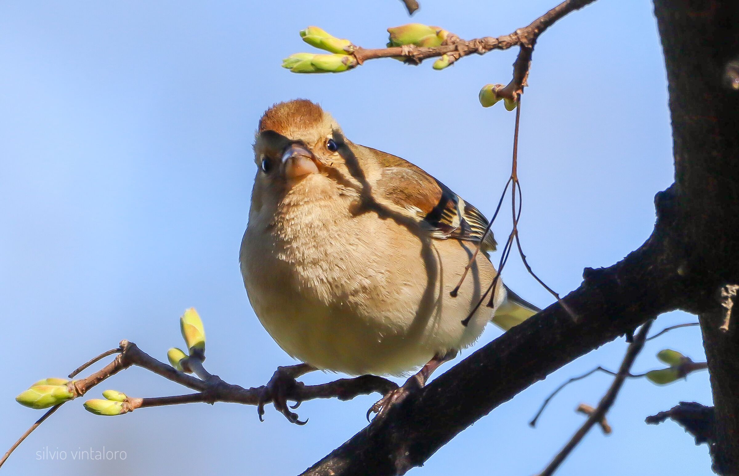 Chaffinch