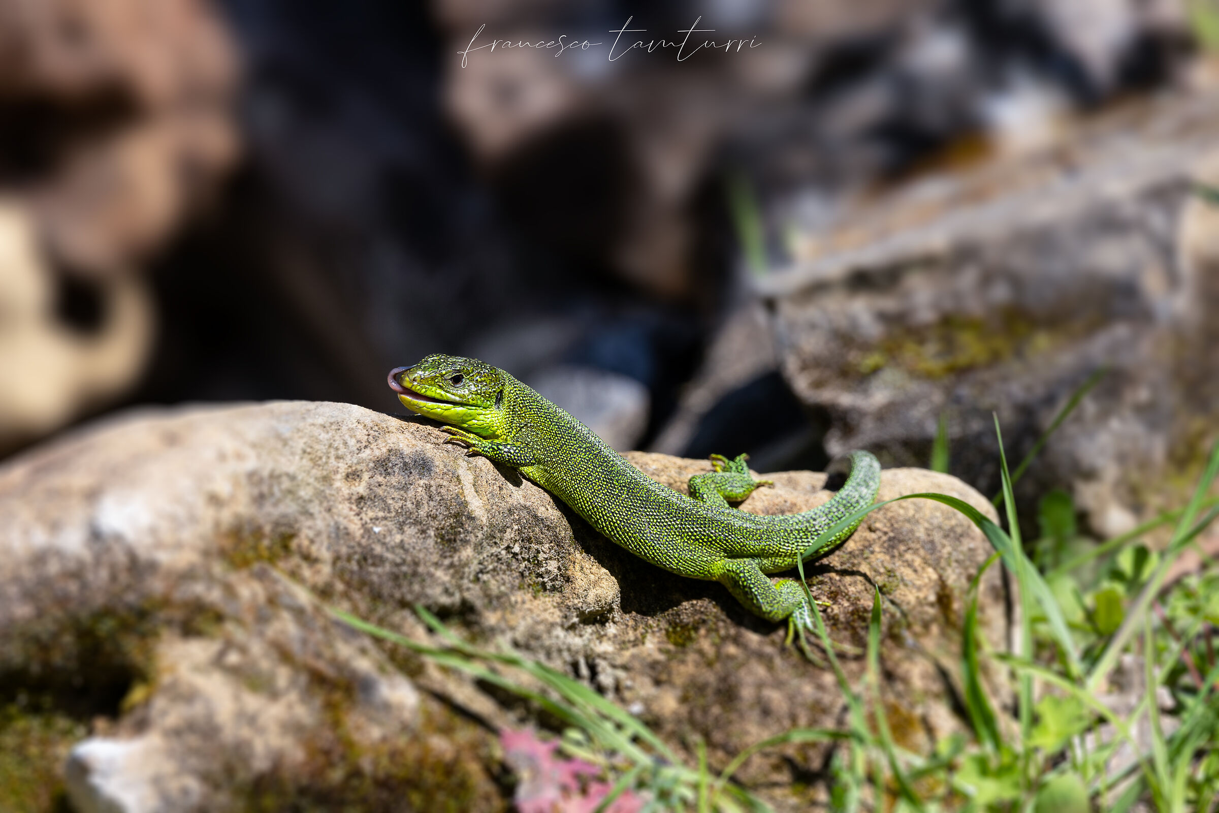 ramarro orientale (Lacerta viridis)