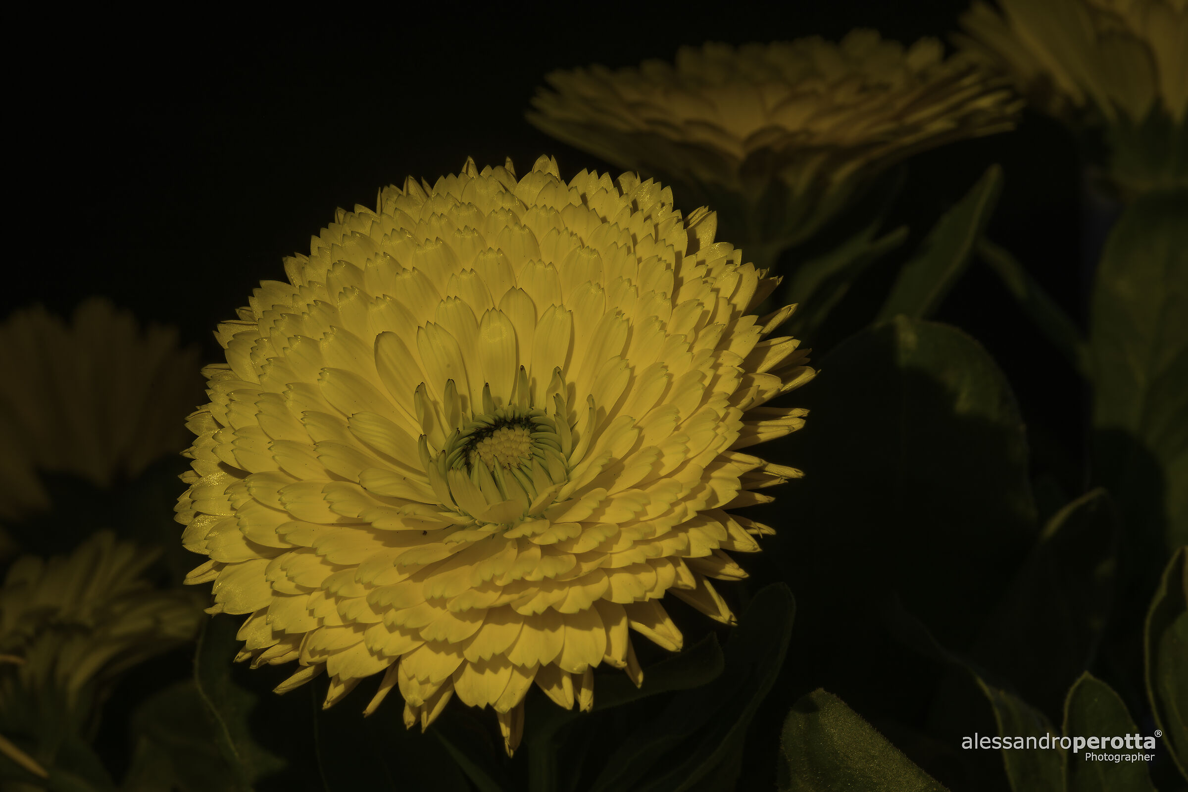 Calendula officinalis