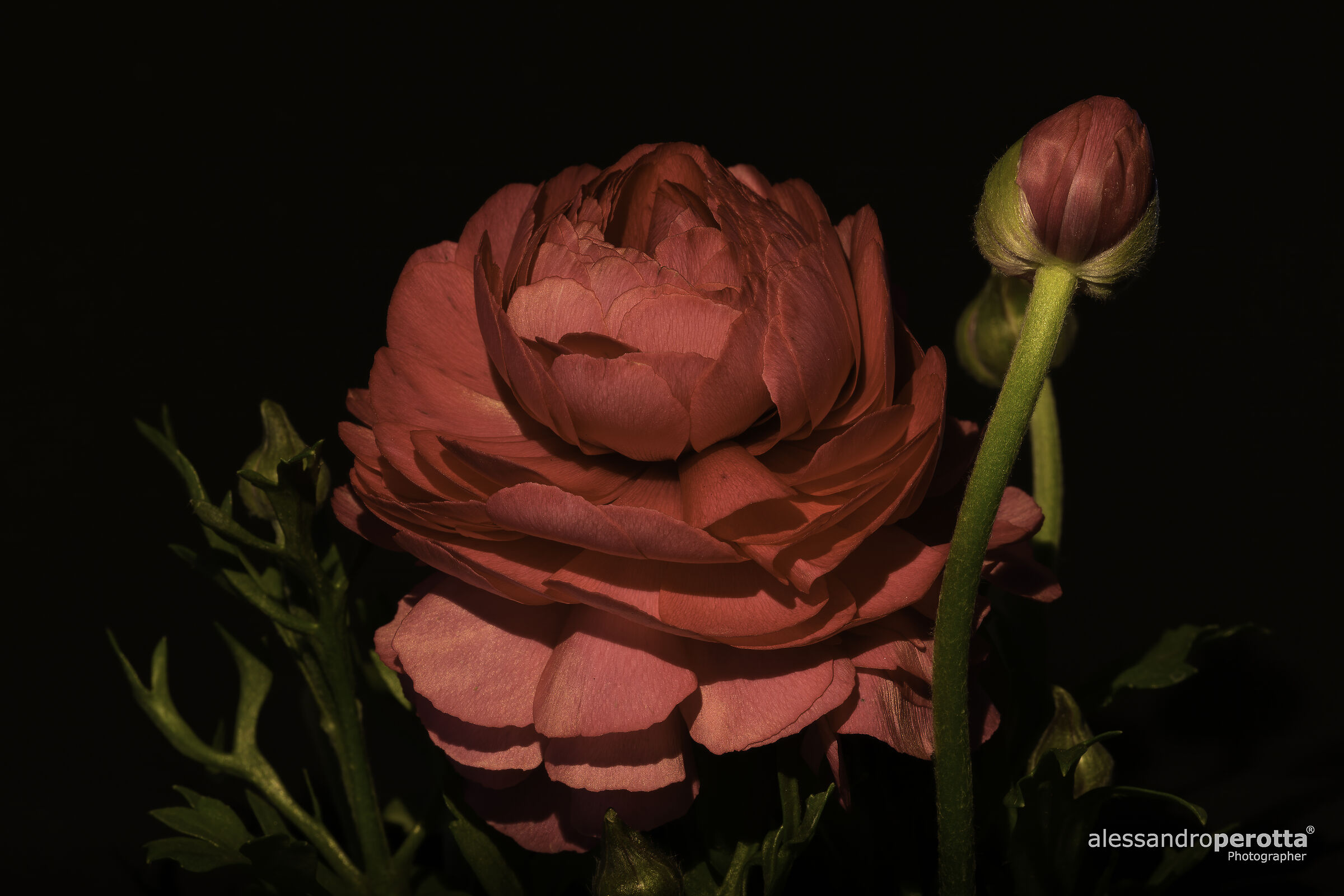 Ranunculus asiaticus