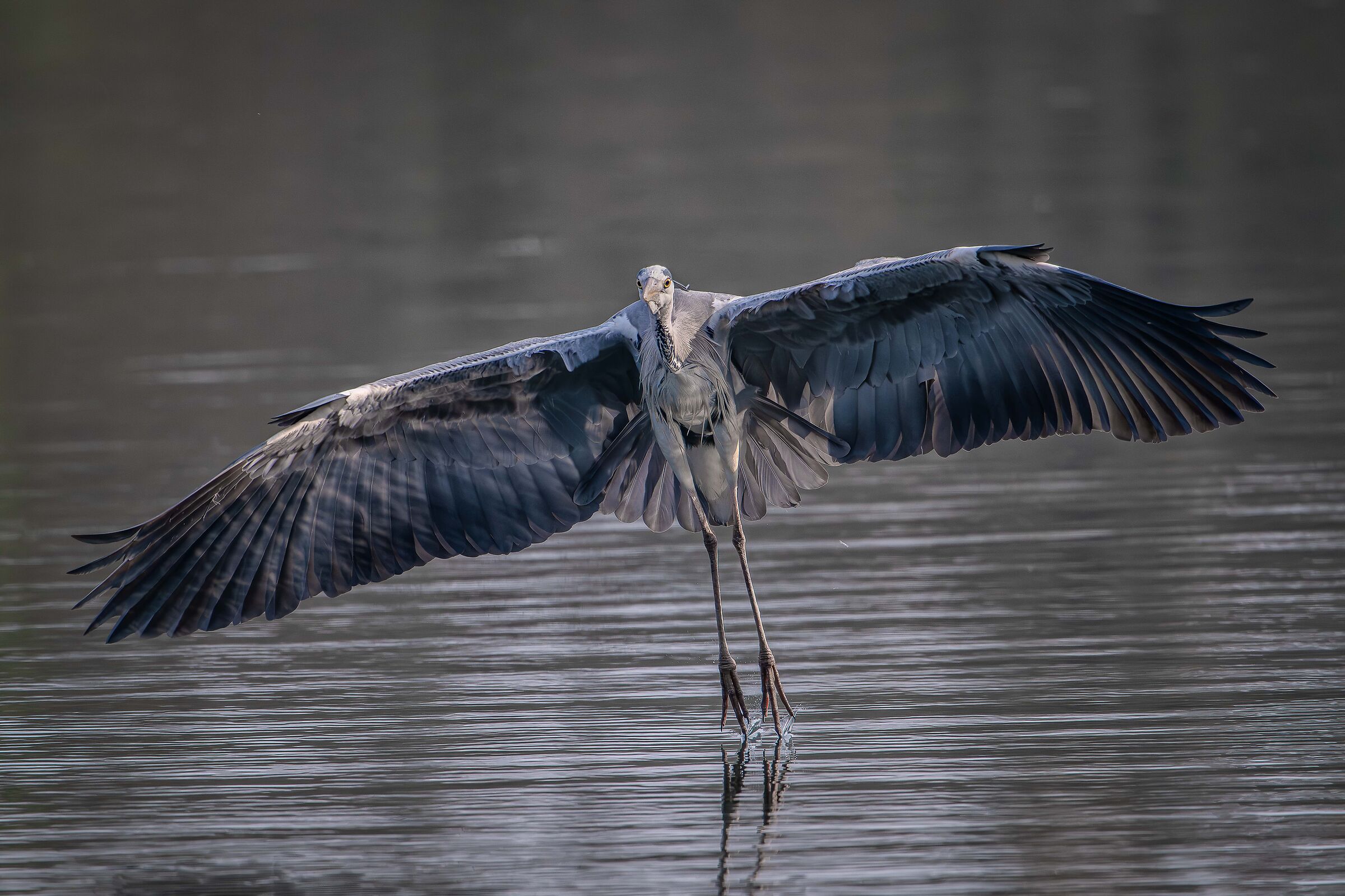 Grey heron
