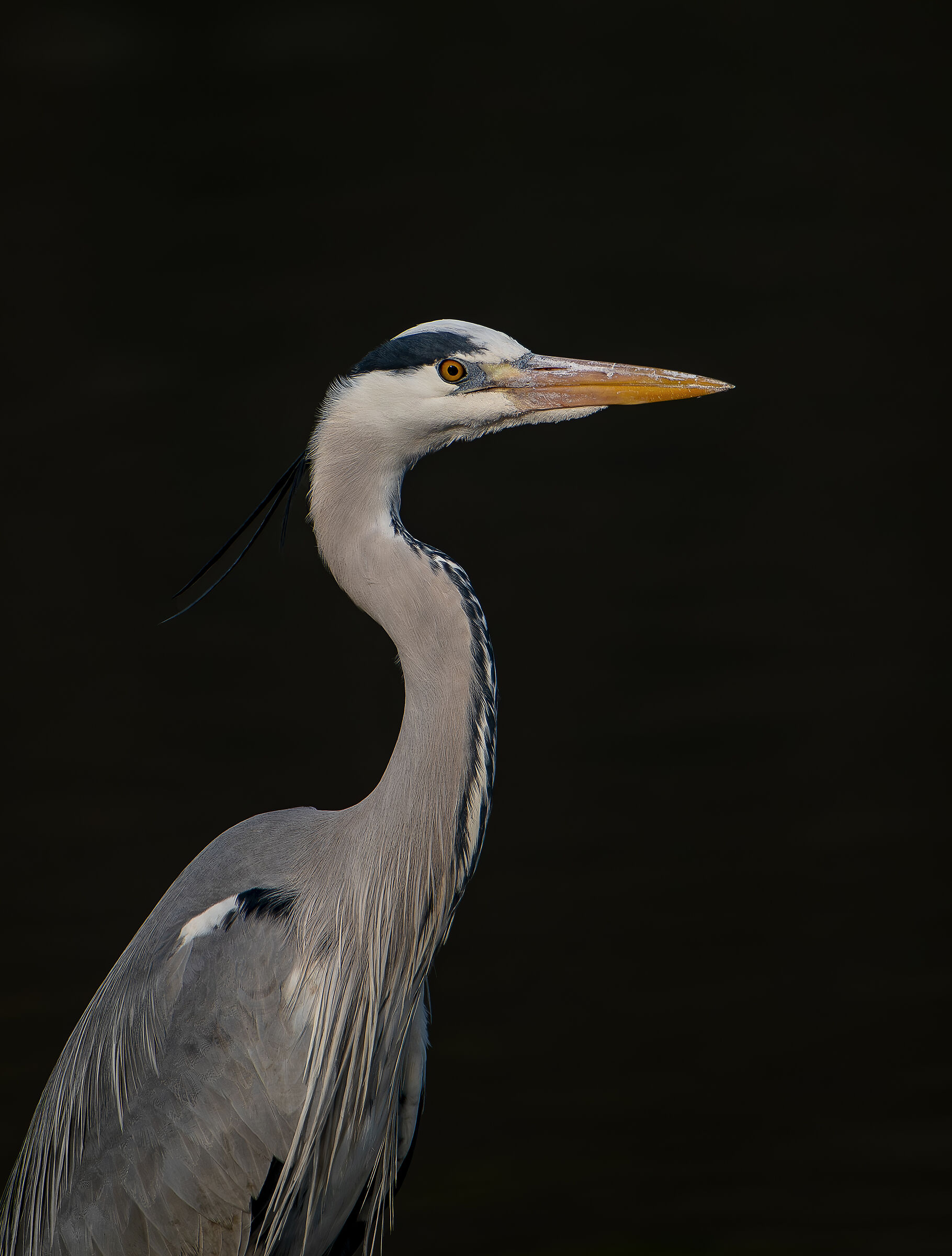 Grey heron