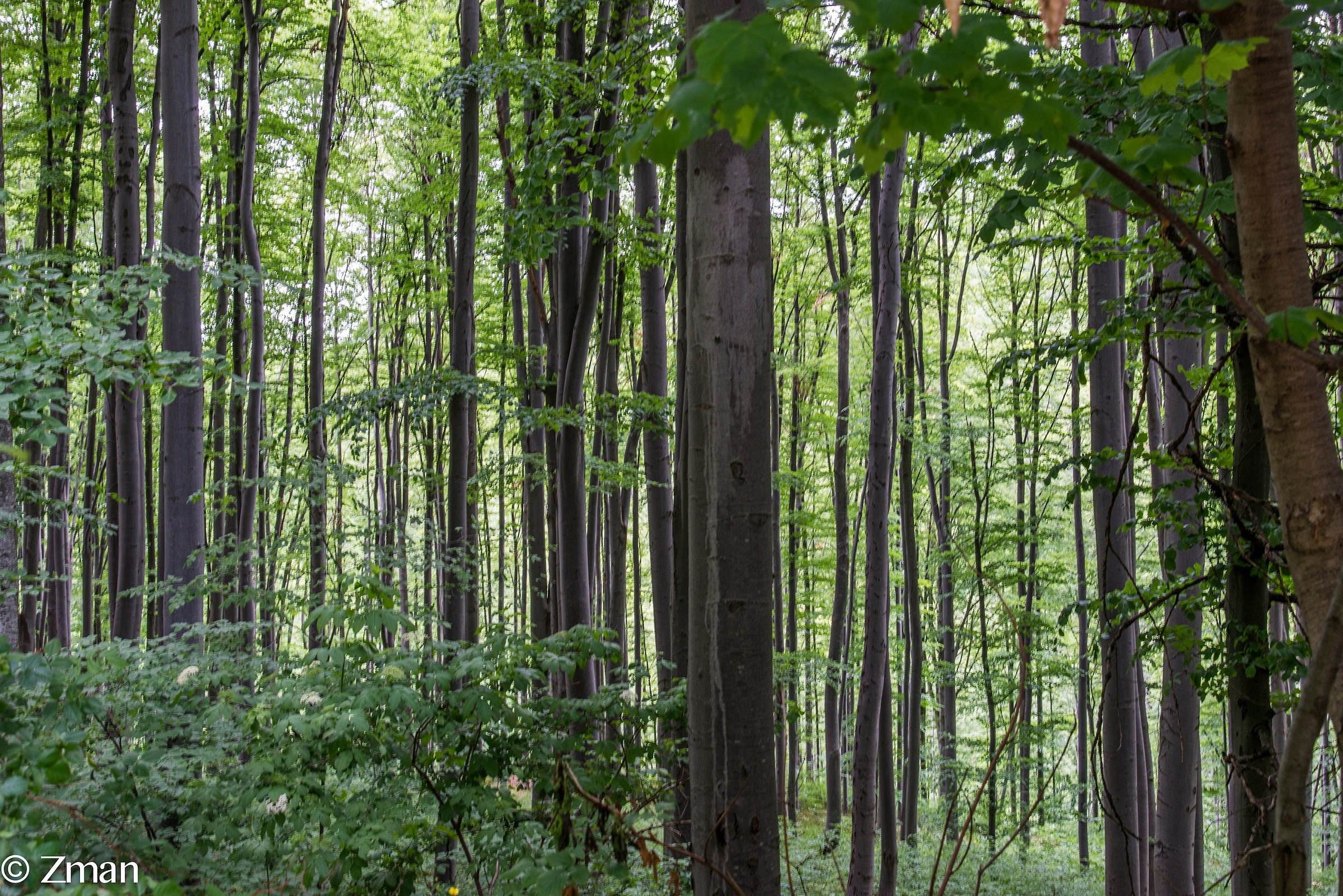 Standing Tall in The Dense Woods