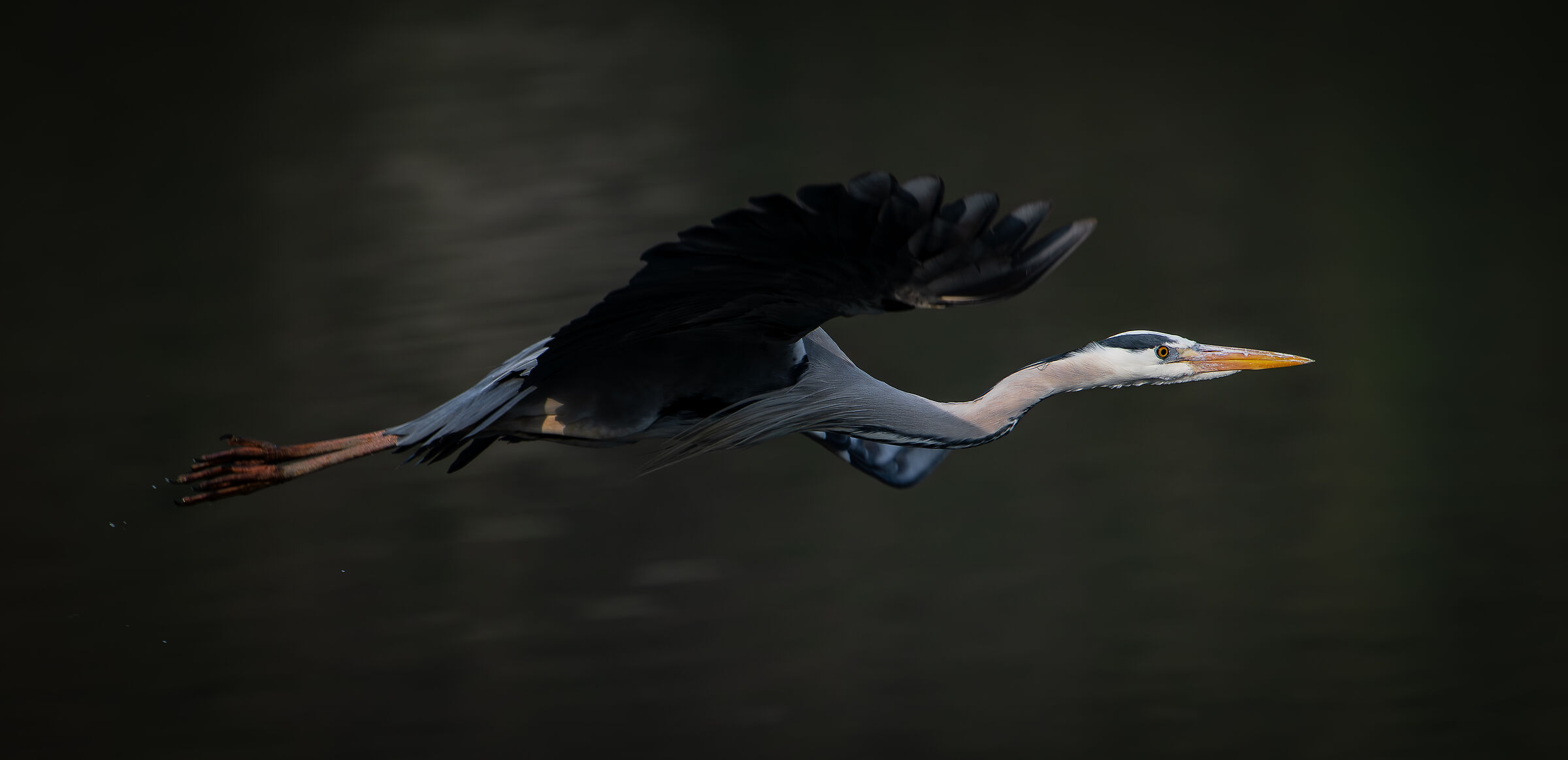 Grey heron