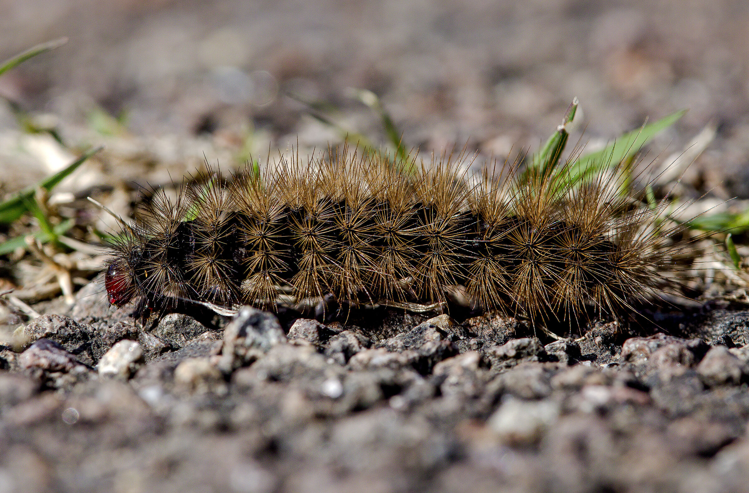 Roof Caterpillar