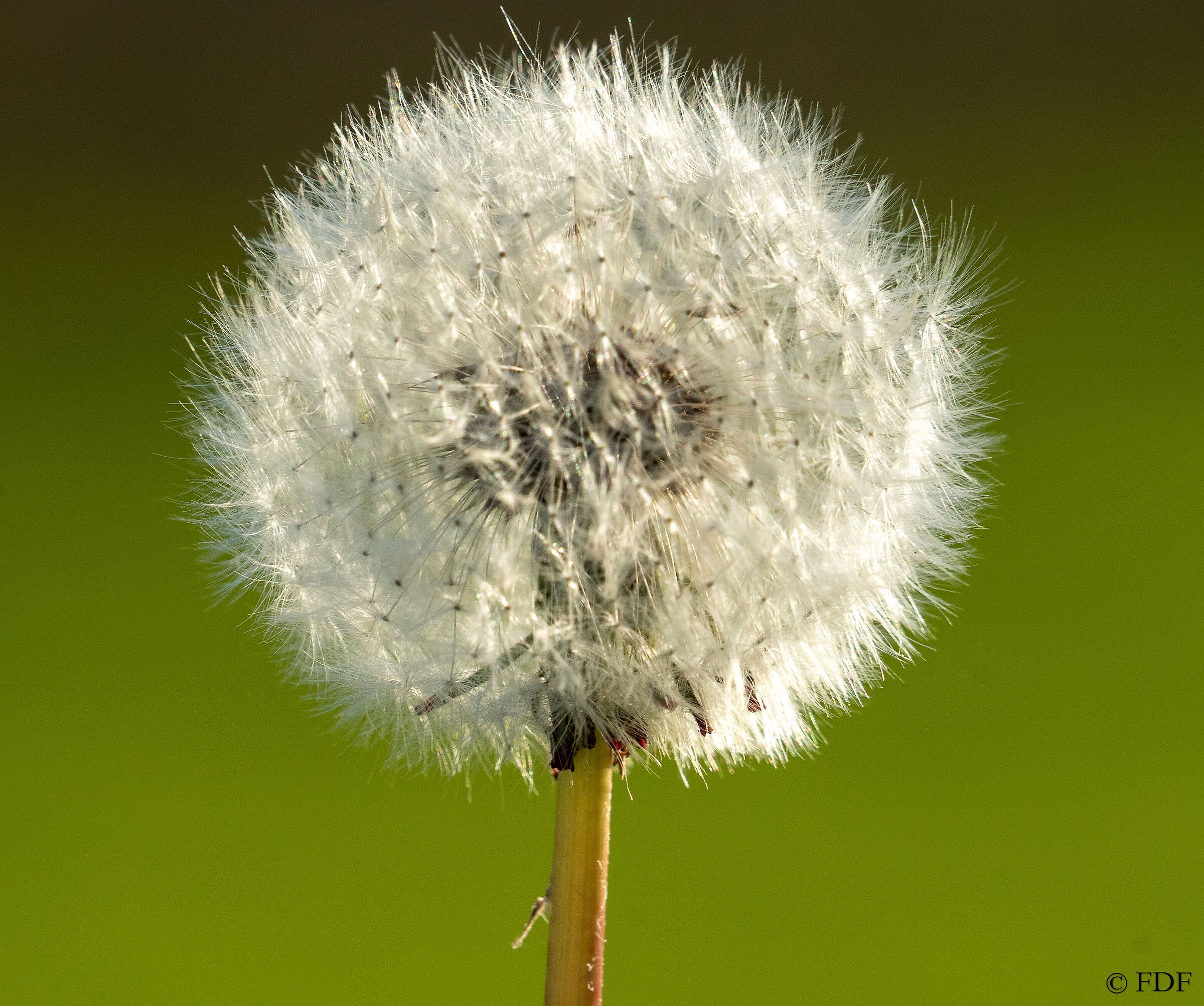Taraxacum