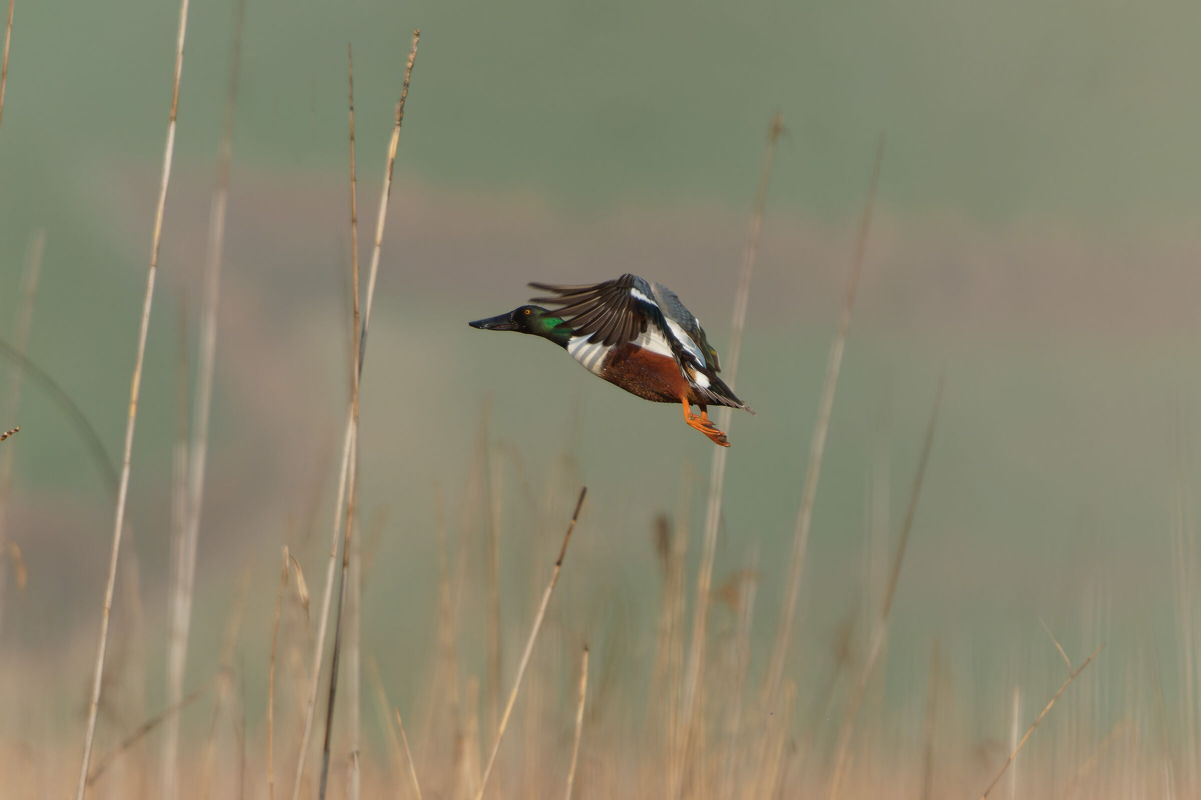 Il mestolone al decollo