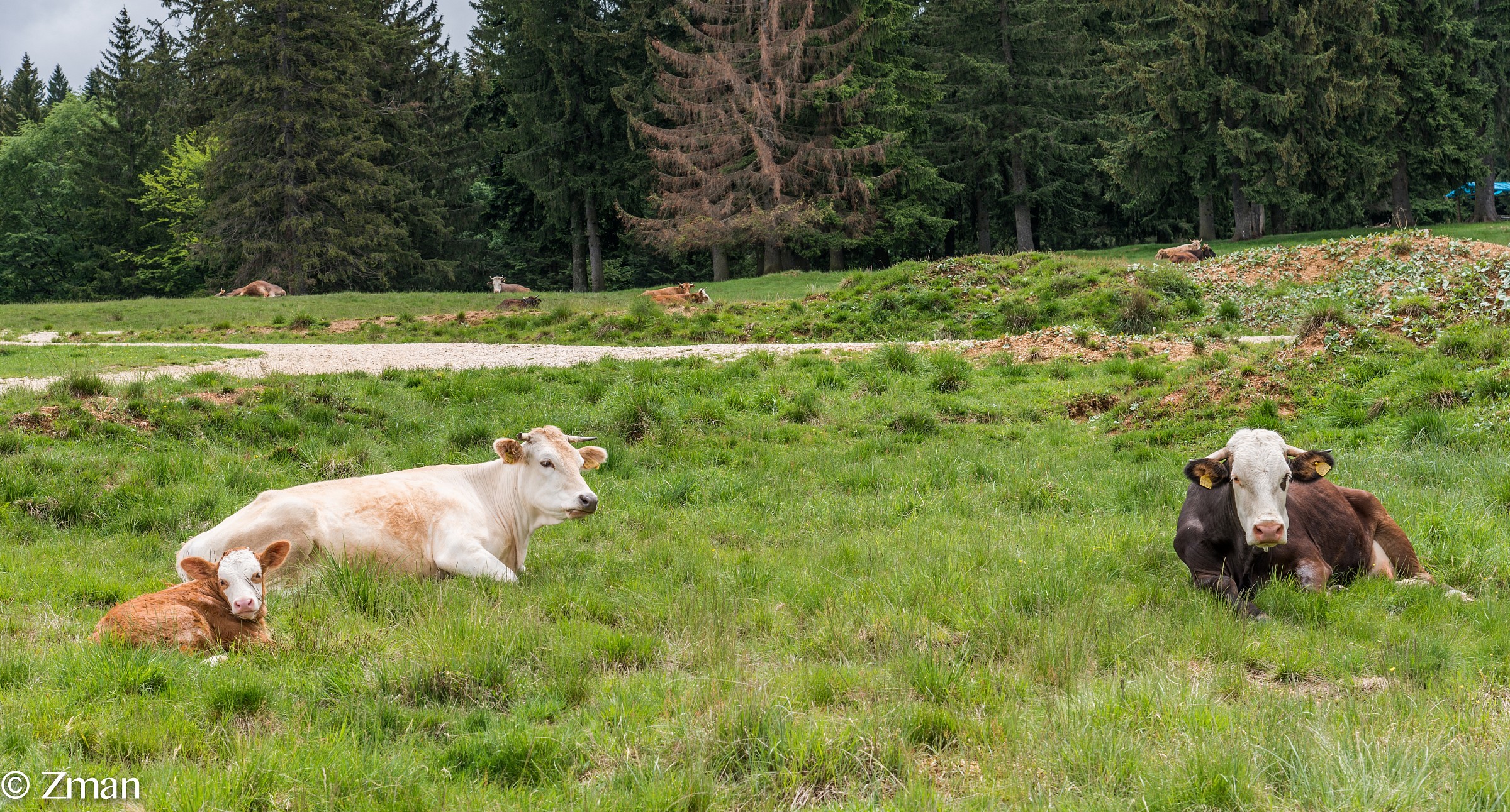 Cow Family Relaxing
