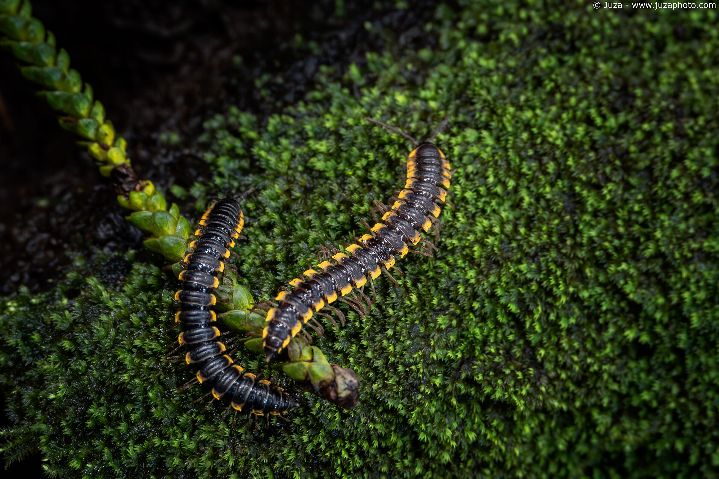 Orthomorpha coarctata