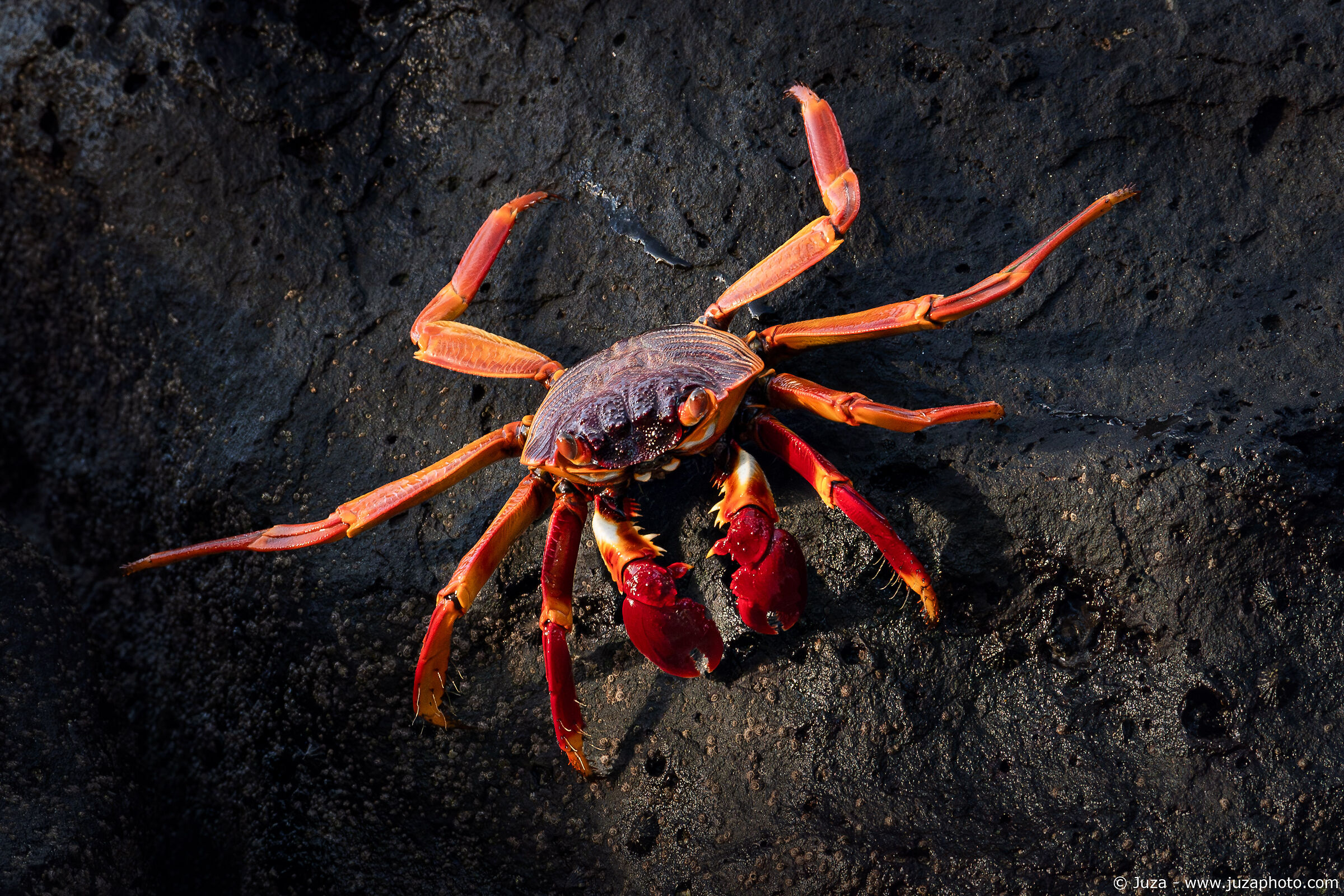 Thin-shelled Rock Crab (Grapsus tenuicrustatus)