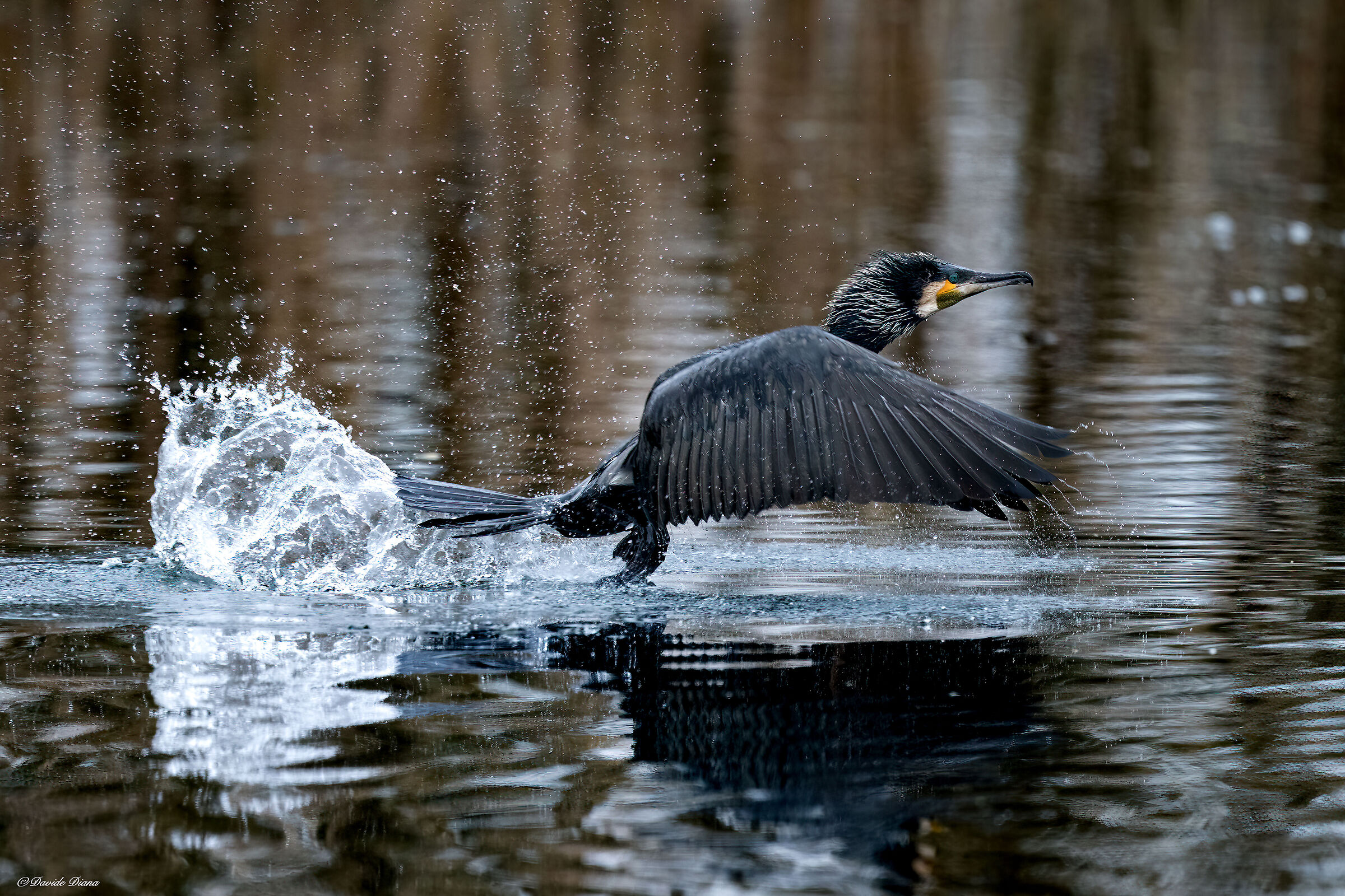 Cormorant - Lake Varese