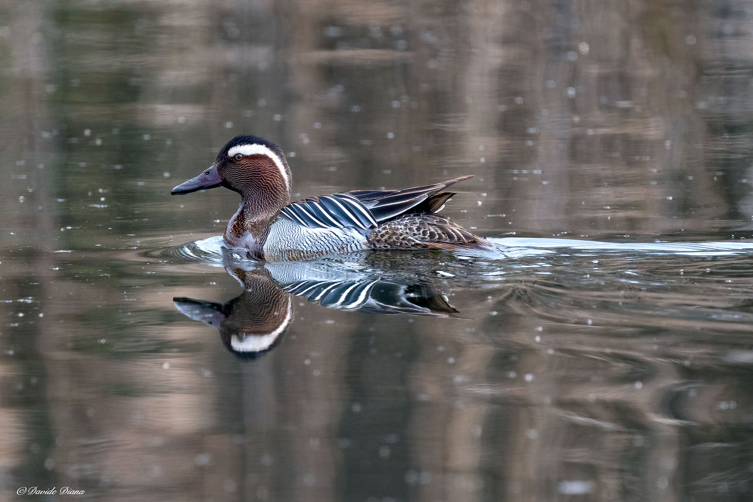Garganey - Lake Varese