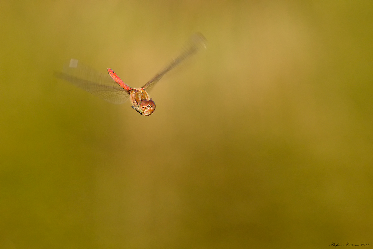 Sympetrum fonscolombii