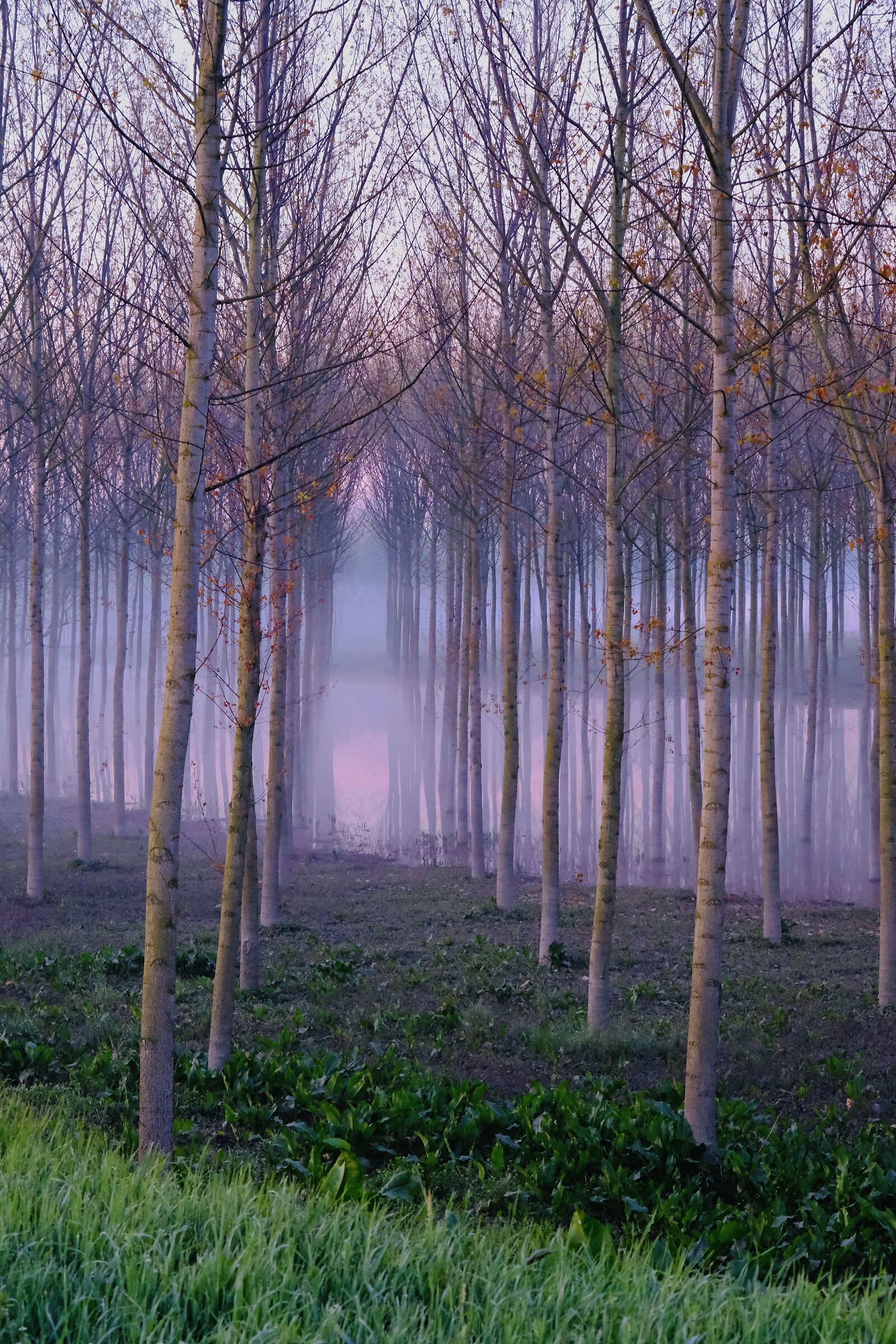 Memories of the flood