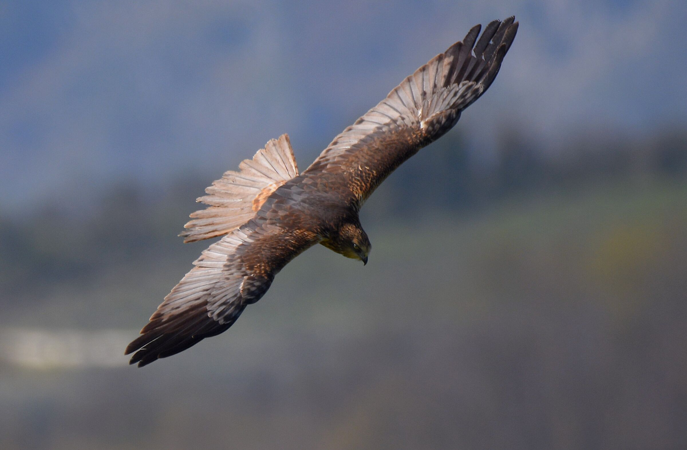 Marsh Harrier (Circus aeruginosus)