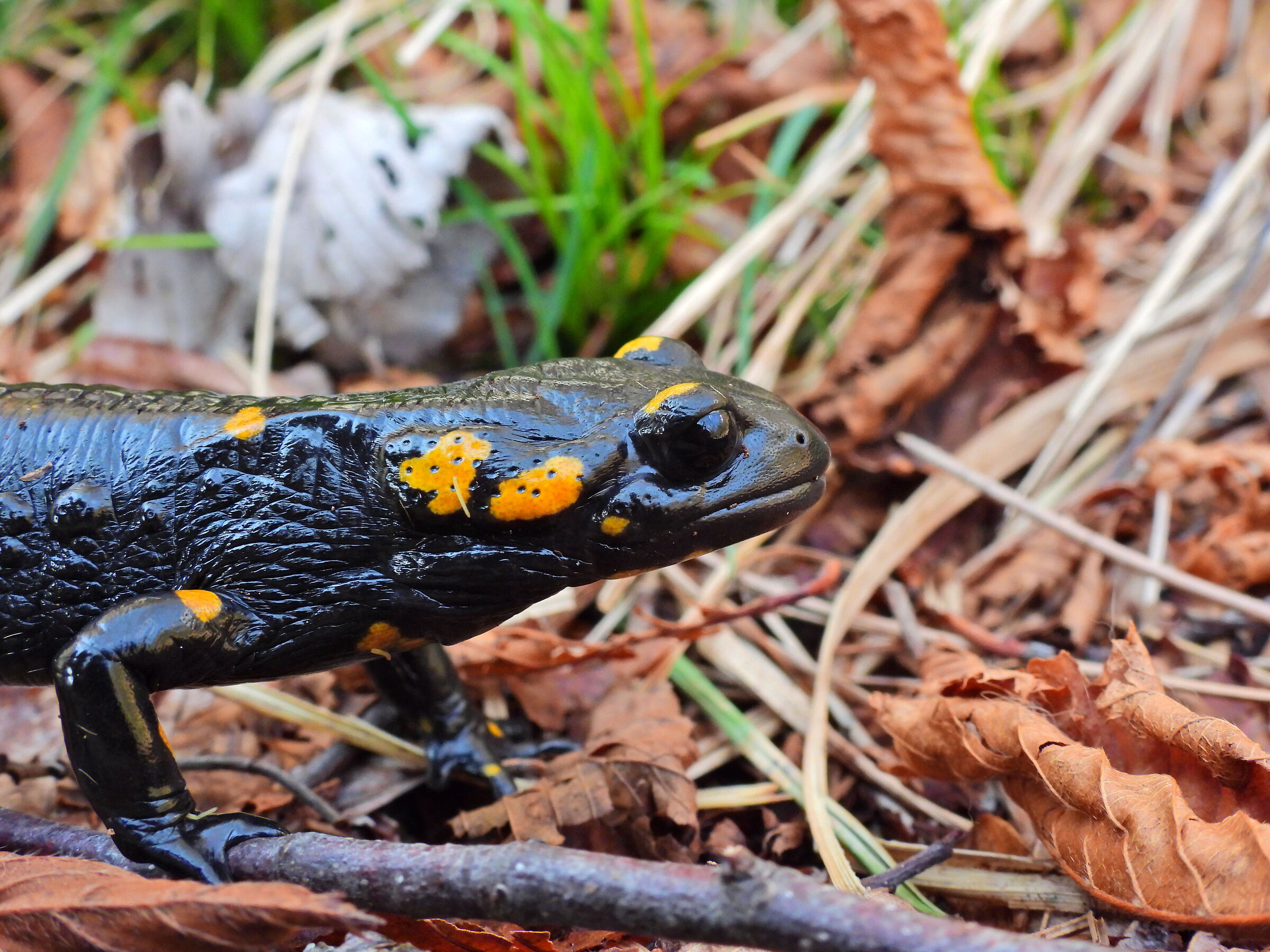 Salamandra pezzata in Valsolda
