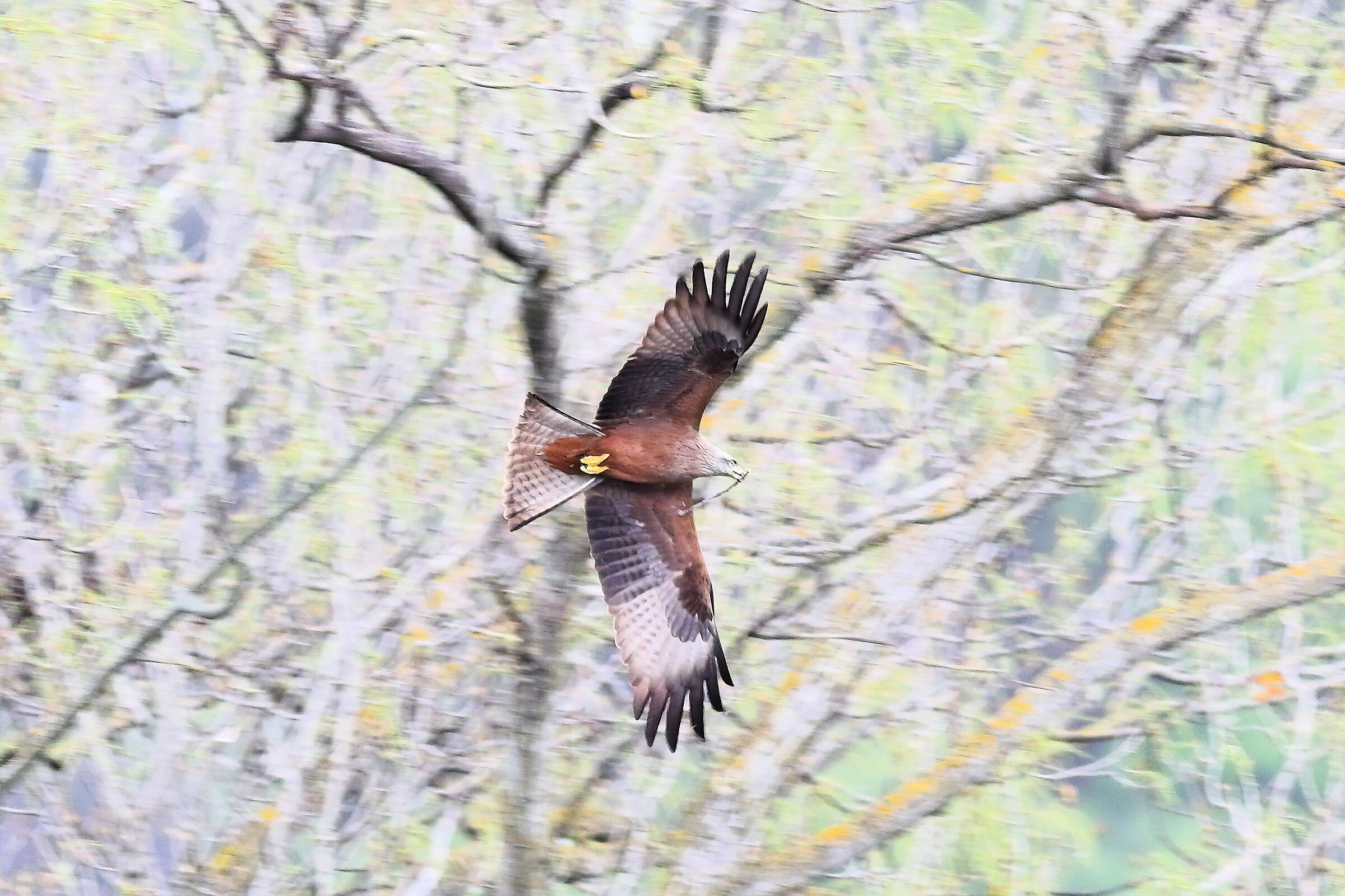 Black Kite March 2024 - 7268