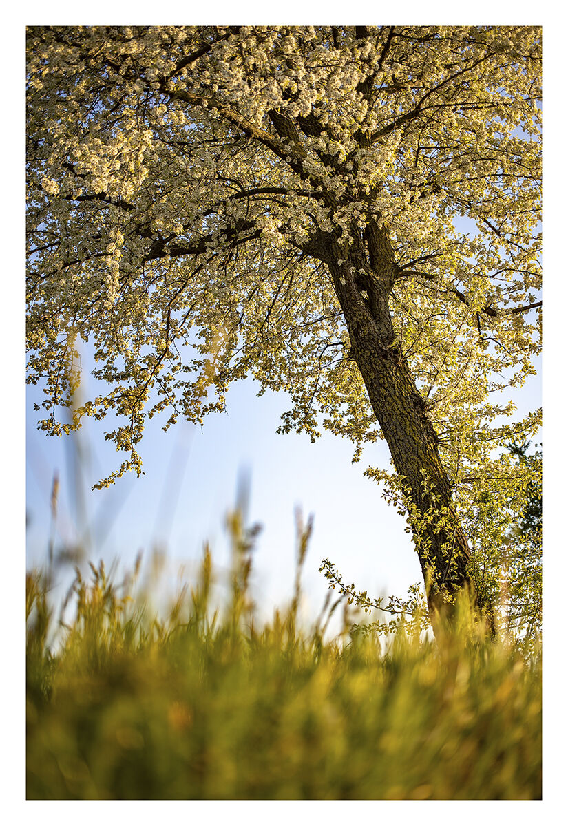 Estratti di primavera