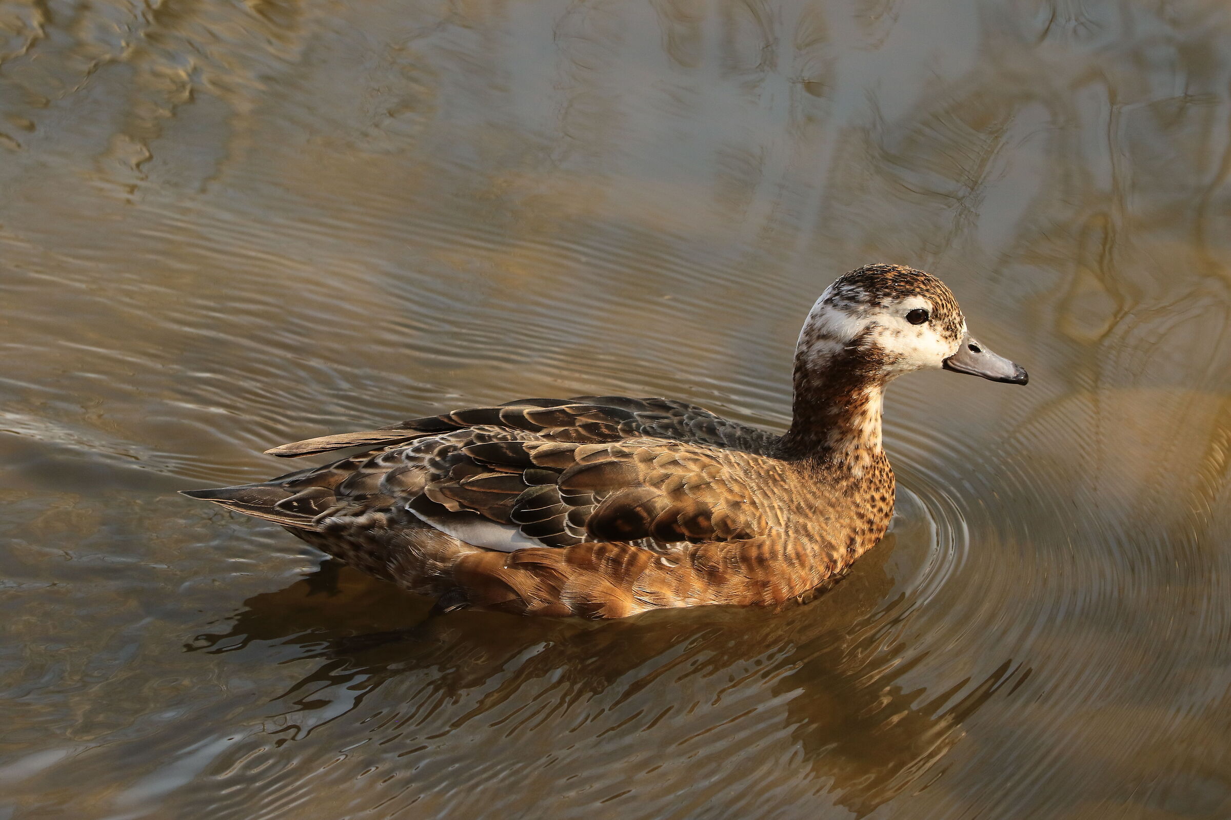 Moretta Codona Legnano MI 14/03/2024