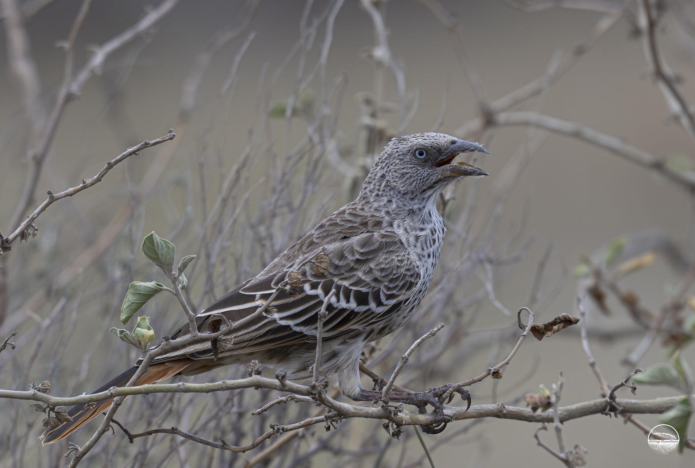 Rufous-tail weaver